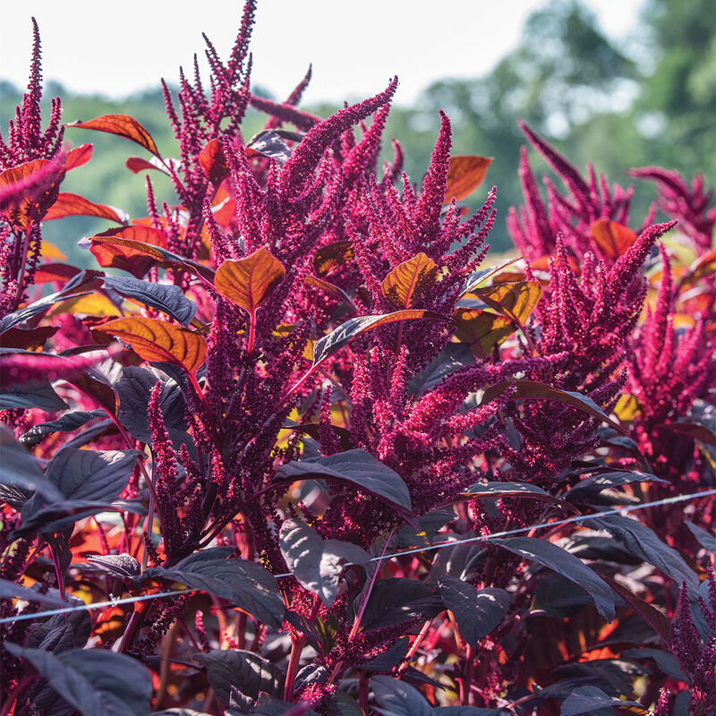 Red Spike Amaranth (72)