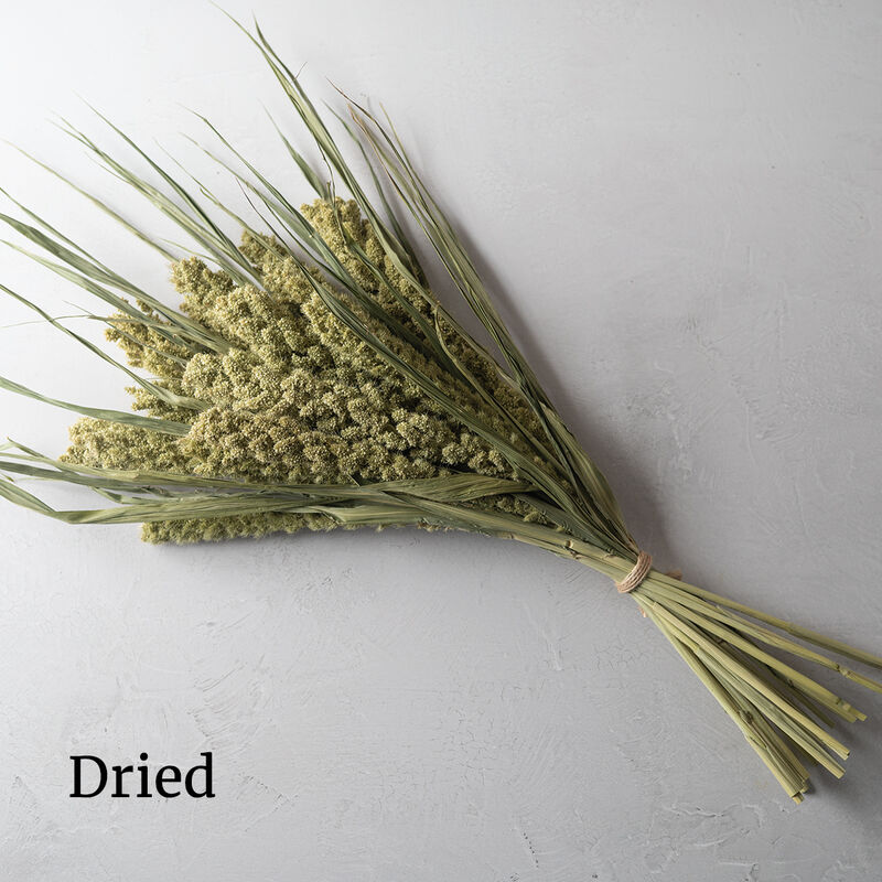 Lime Light Spray Millet (200)