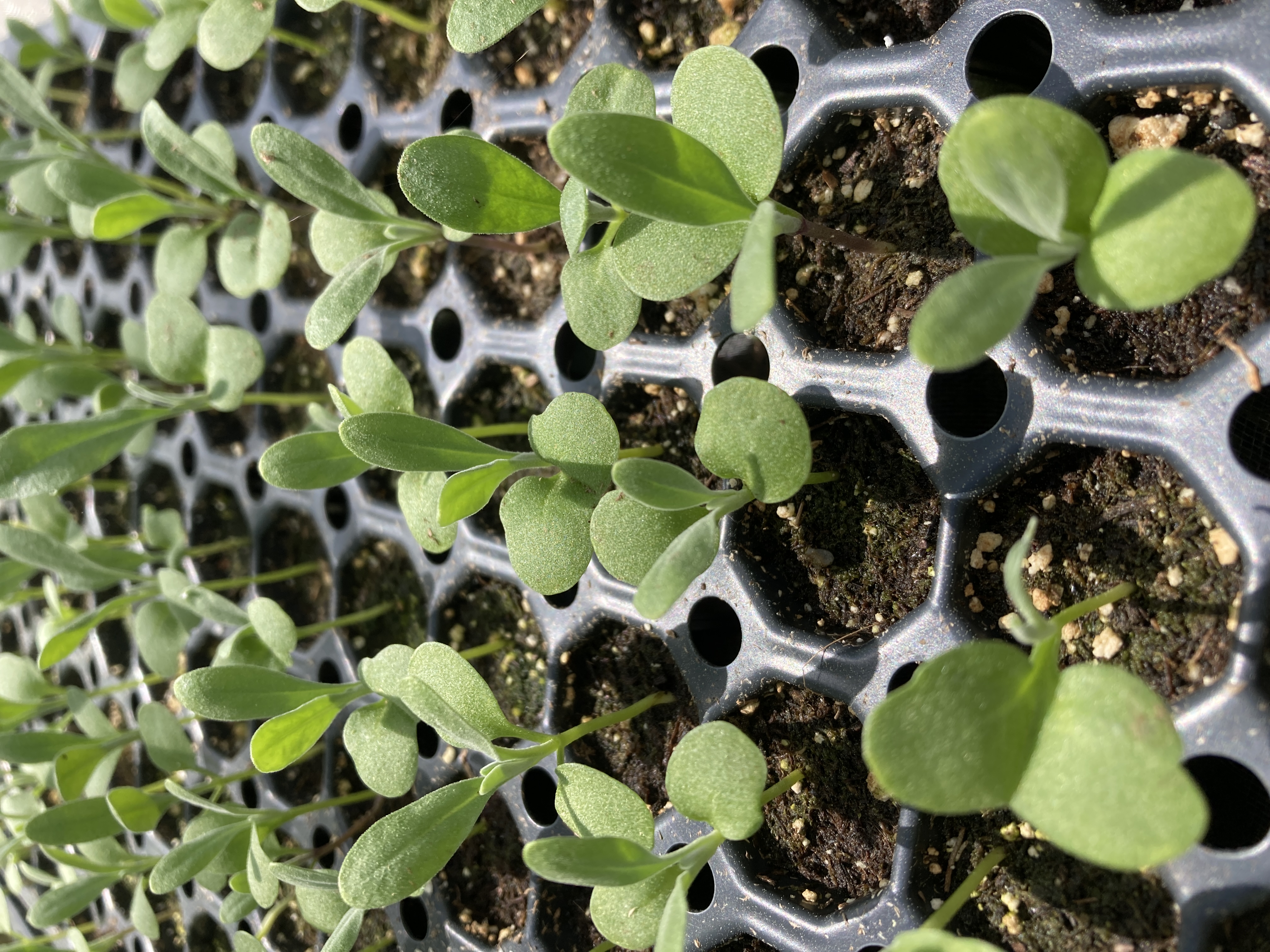 Custom Pinks Mix Stock (144)