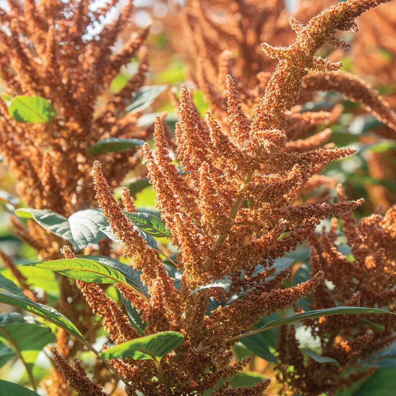 Hot Biscuits Amaranth (72)