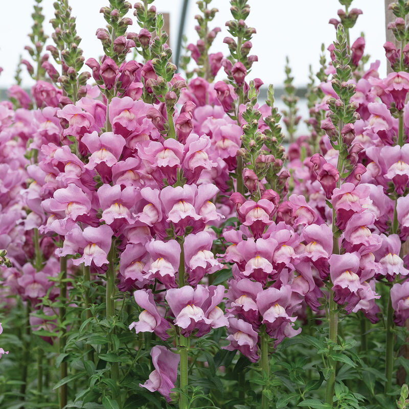 Avignon Lavender (II) Snapdragon (200)