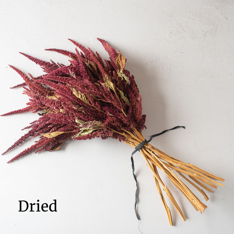 Red Spike Amaranth (72)