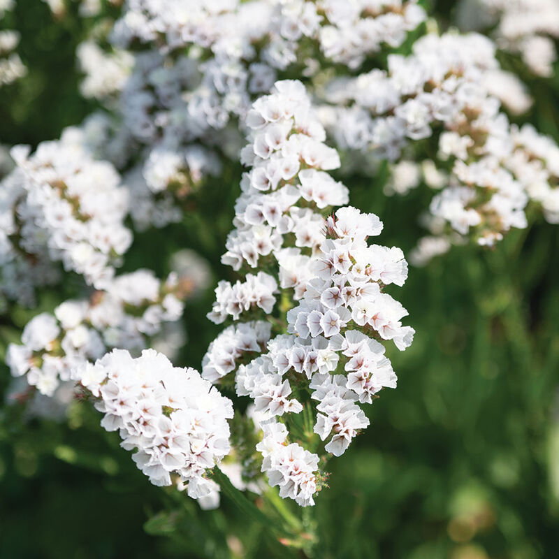 Hipster White Statice (200)