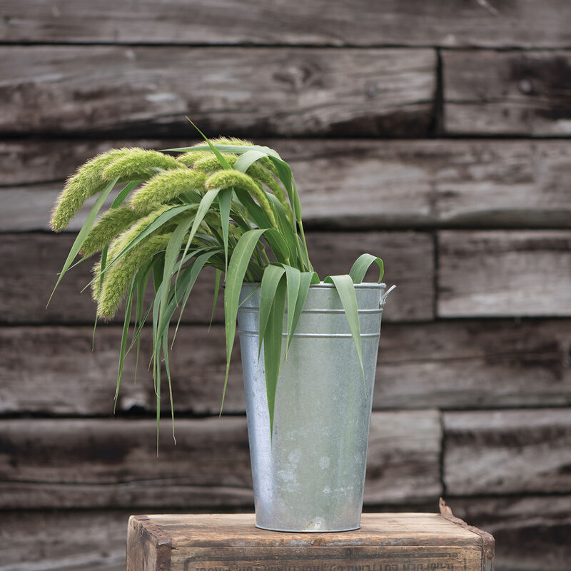 Lime Light Spray Millet (200)
