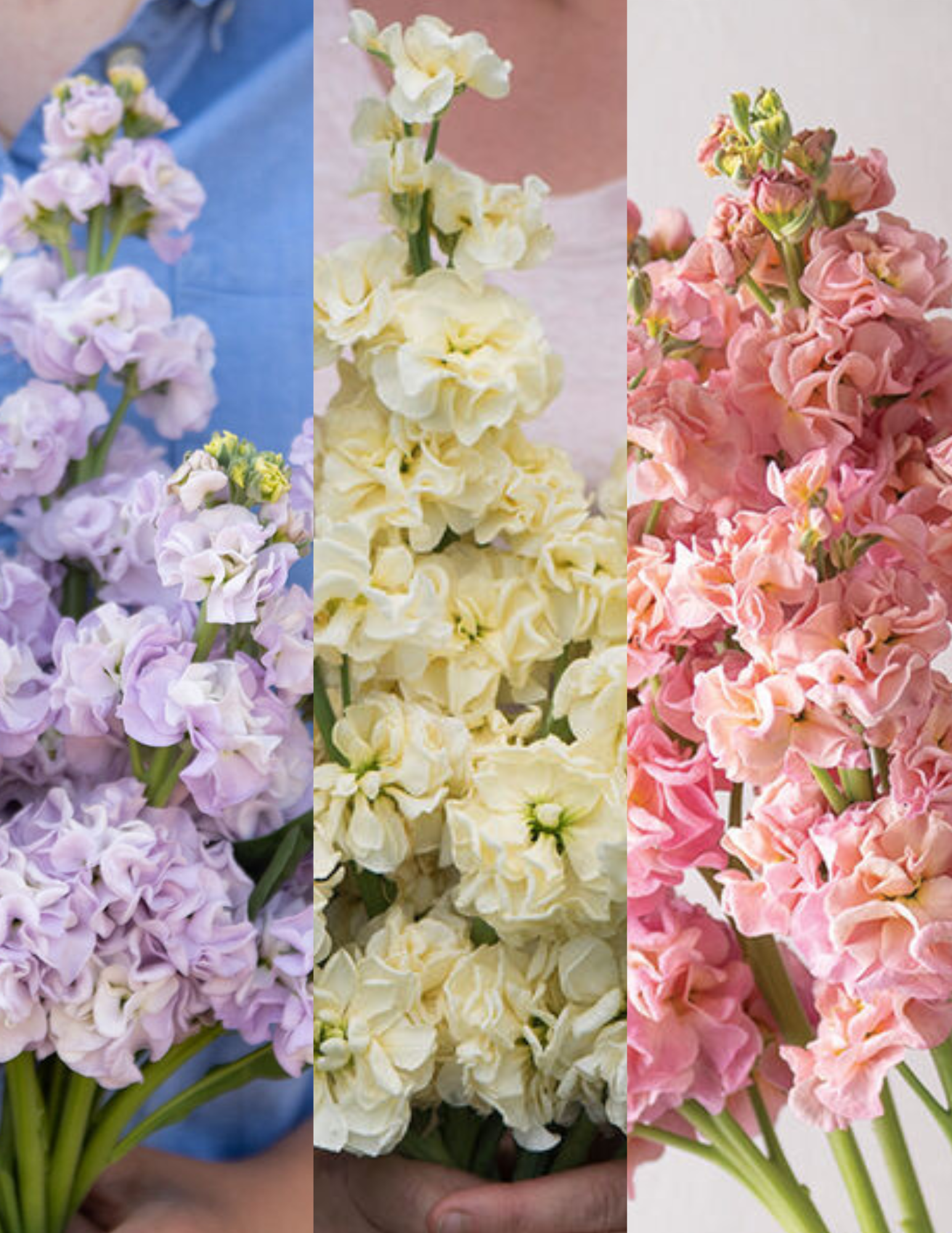 Custom Pastels Mix Stock (144)