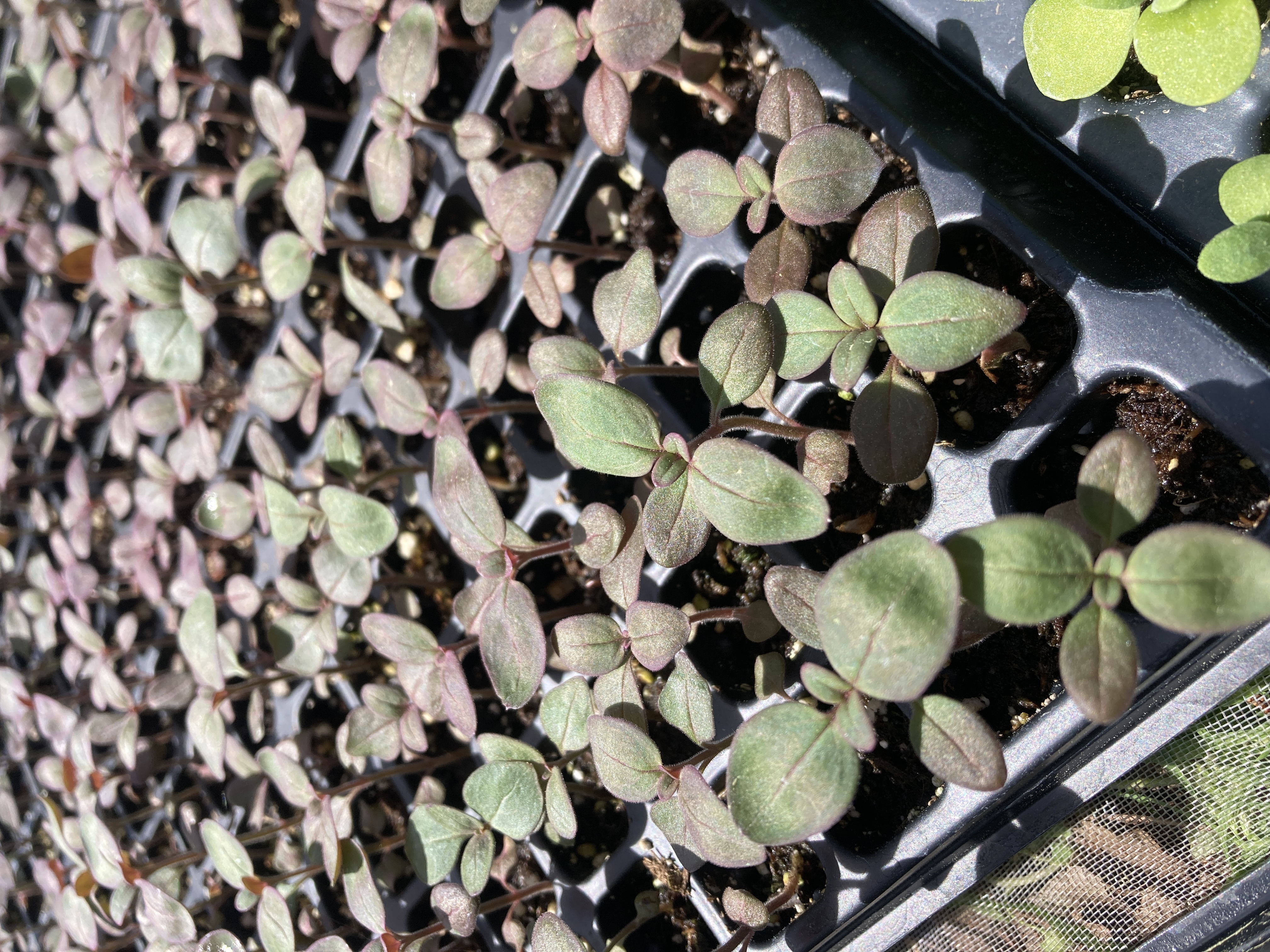 Avignon Lavender (II) Snapdragon (200)