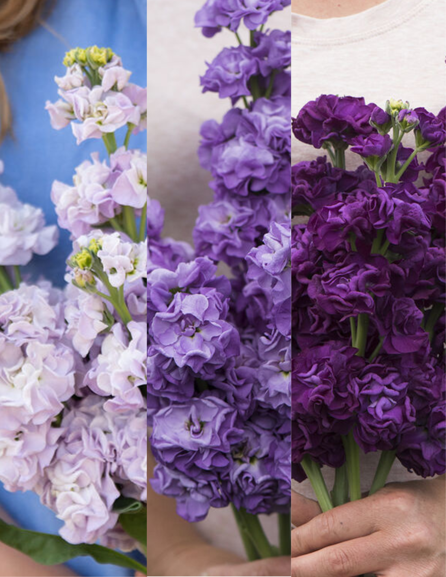 Purples Mix Stock (144)