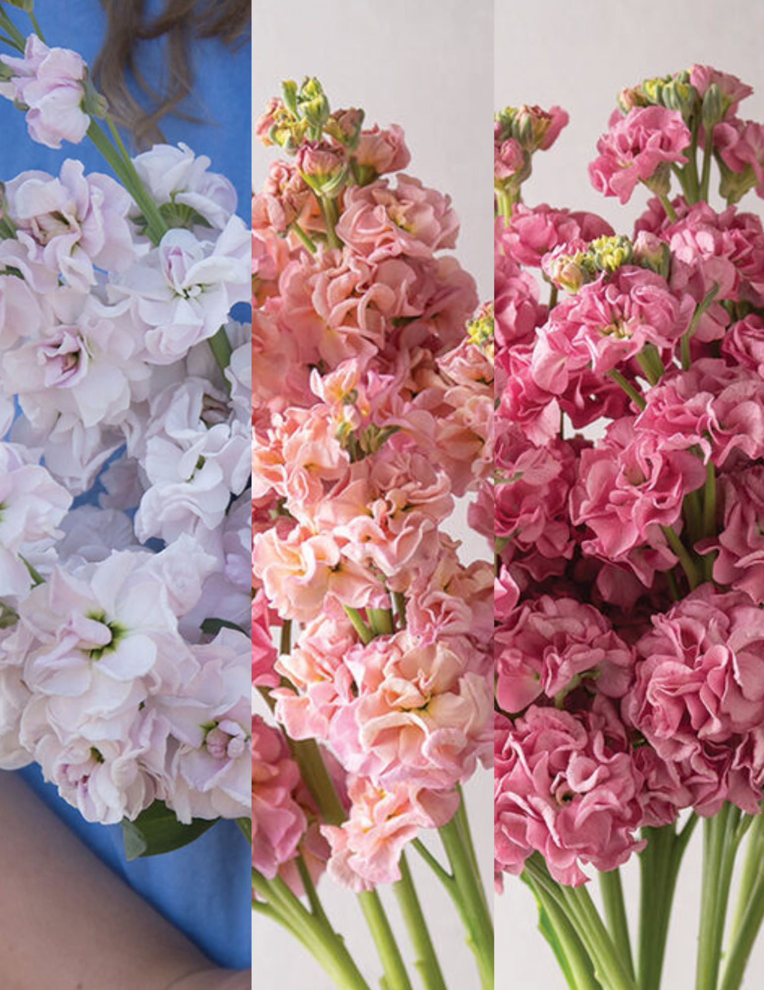 Custom Pinks Mix Stock (144)