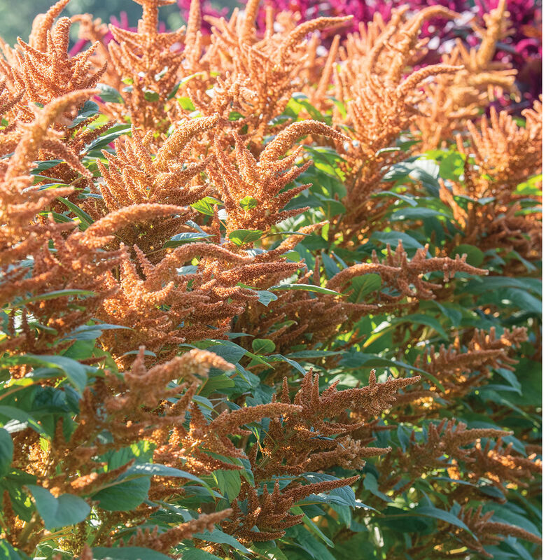 Hot Biscuits Amaranth (72)