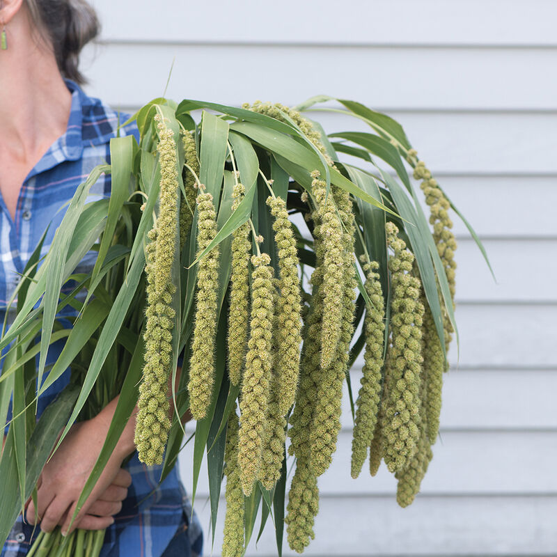 Lime Light Spray Millet (200)