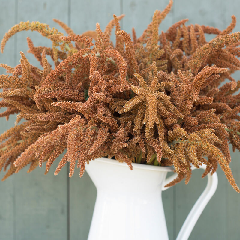 Hot Biscuits Amaranth (72)