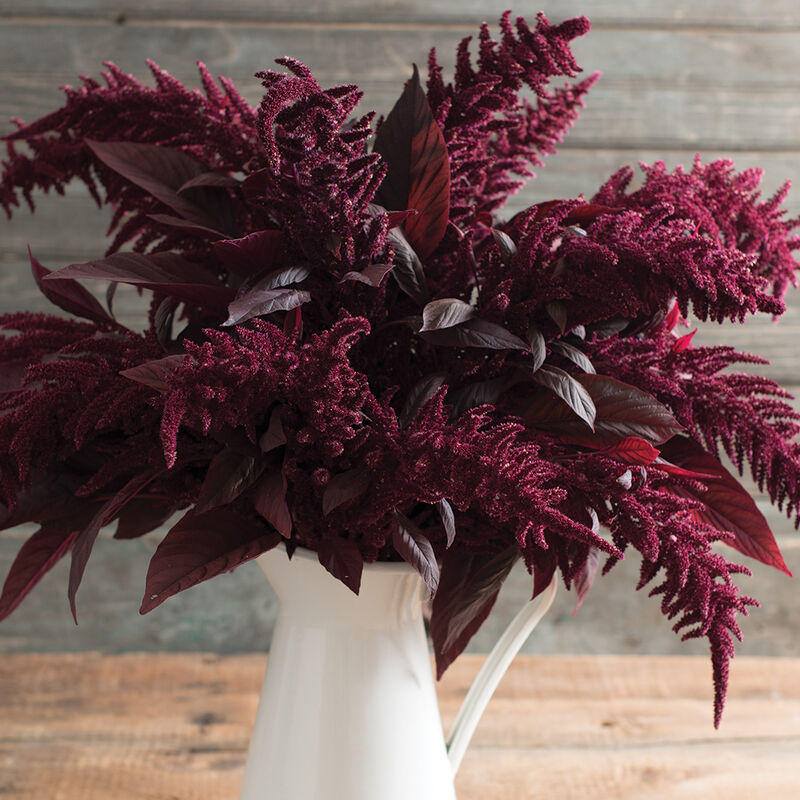 Red Spike Amaranth (72)
