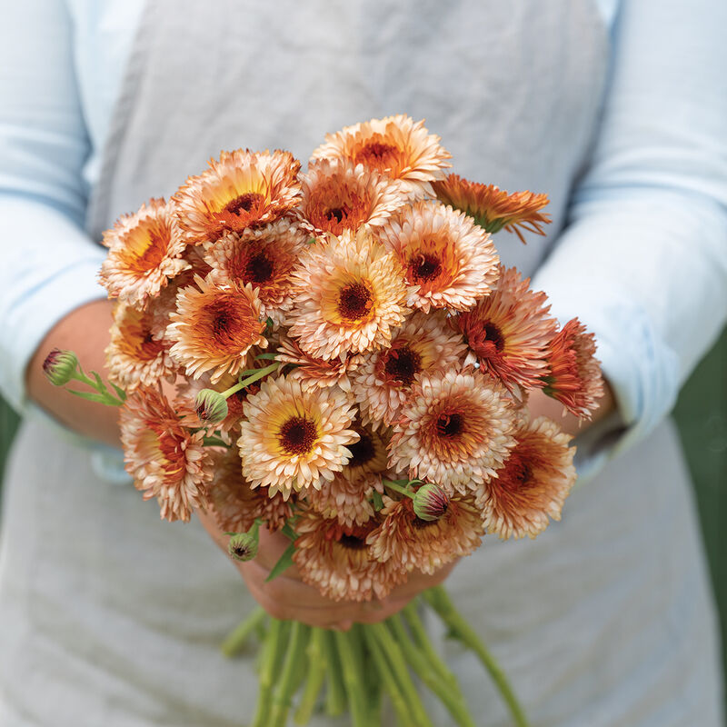 Orange Flash Calendula (200)