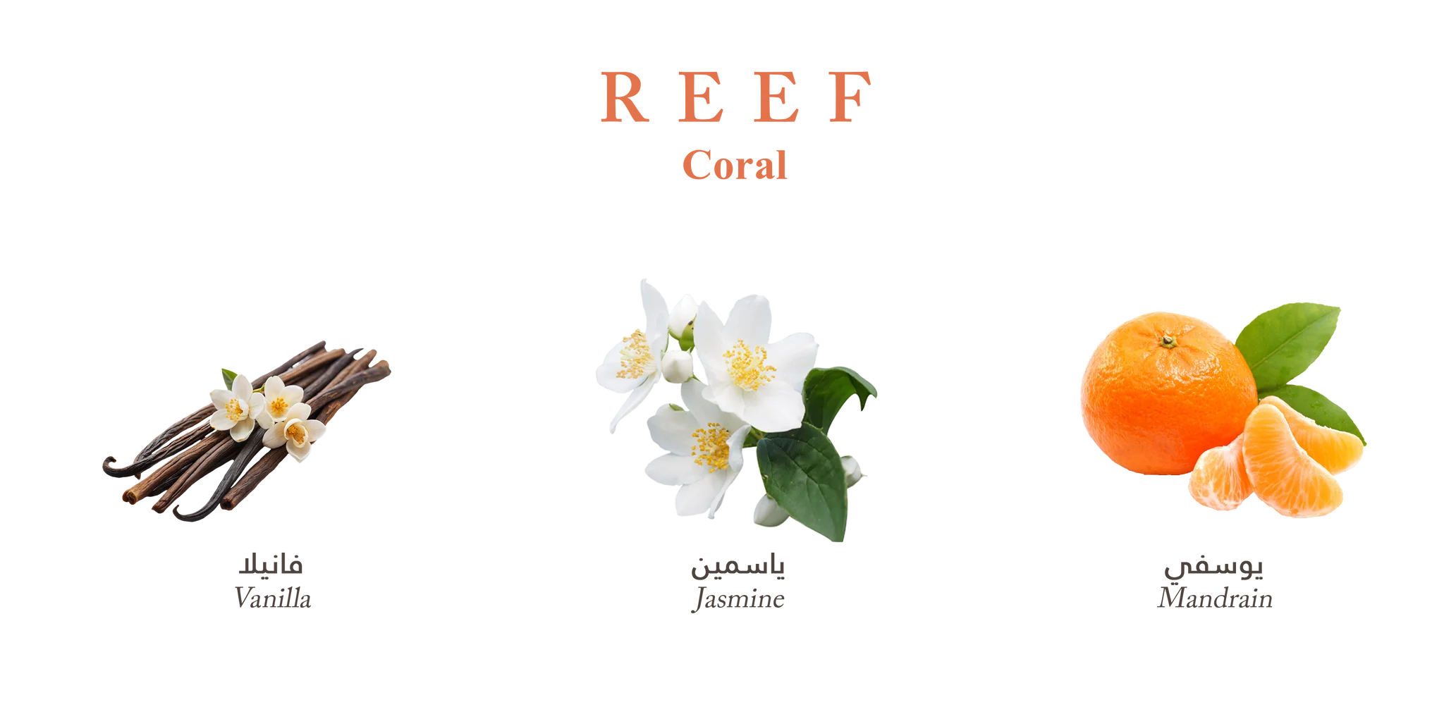 Coral by Reef