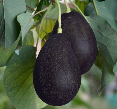 BLACK AVOCADO