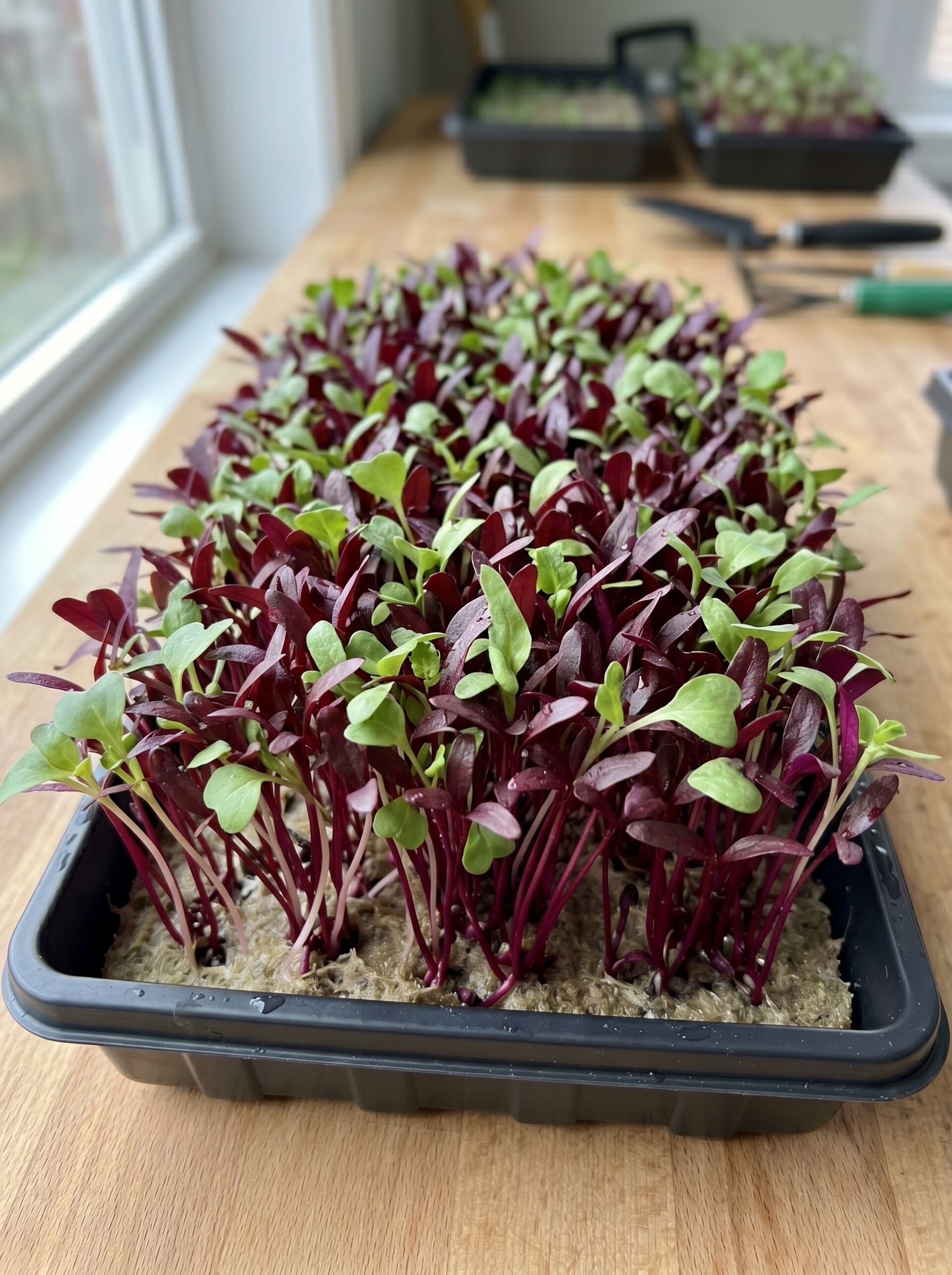 Beetroot (Bull's Blood) Microgreens