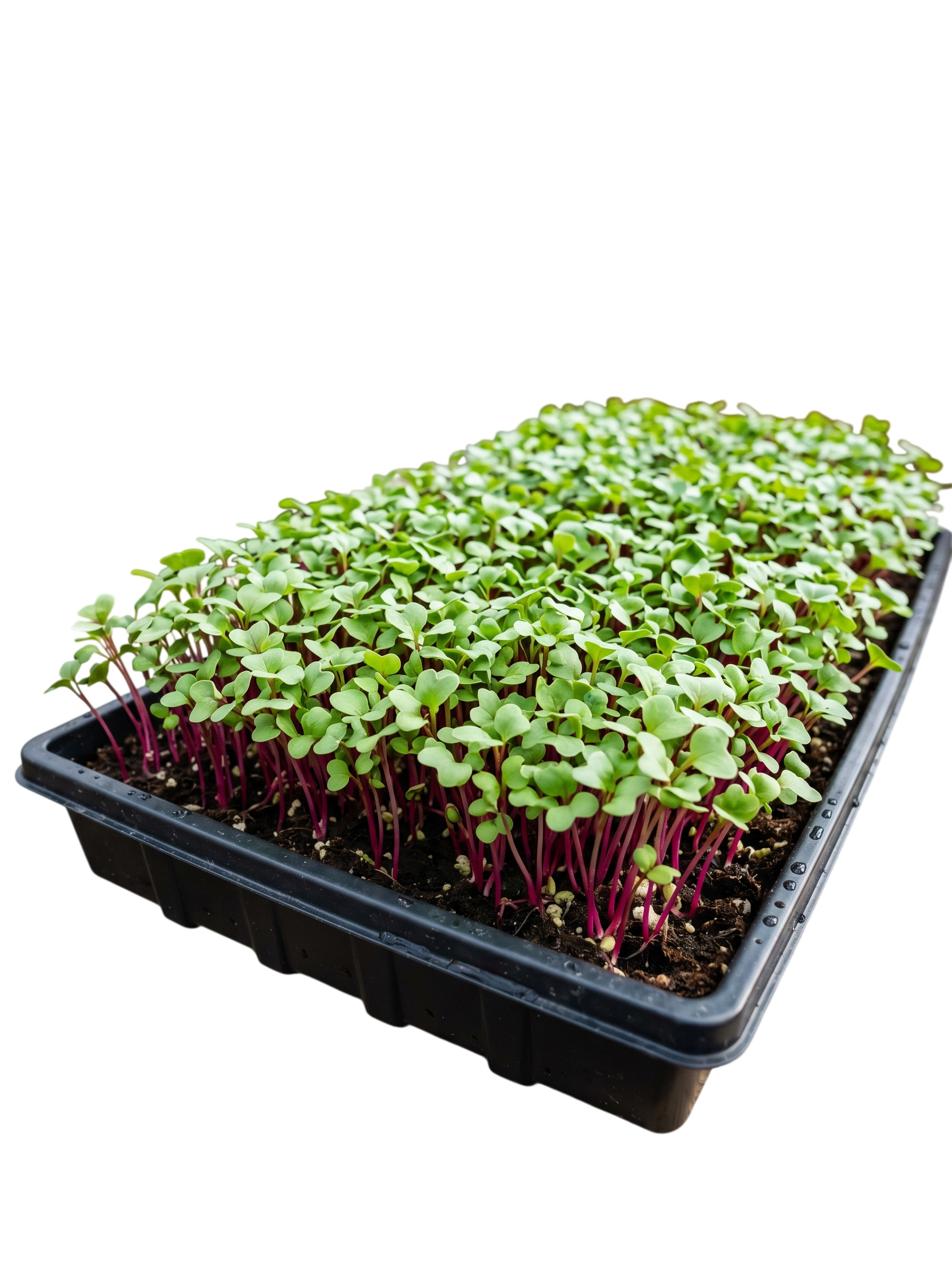 Red Radish Microgreens