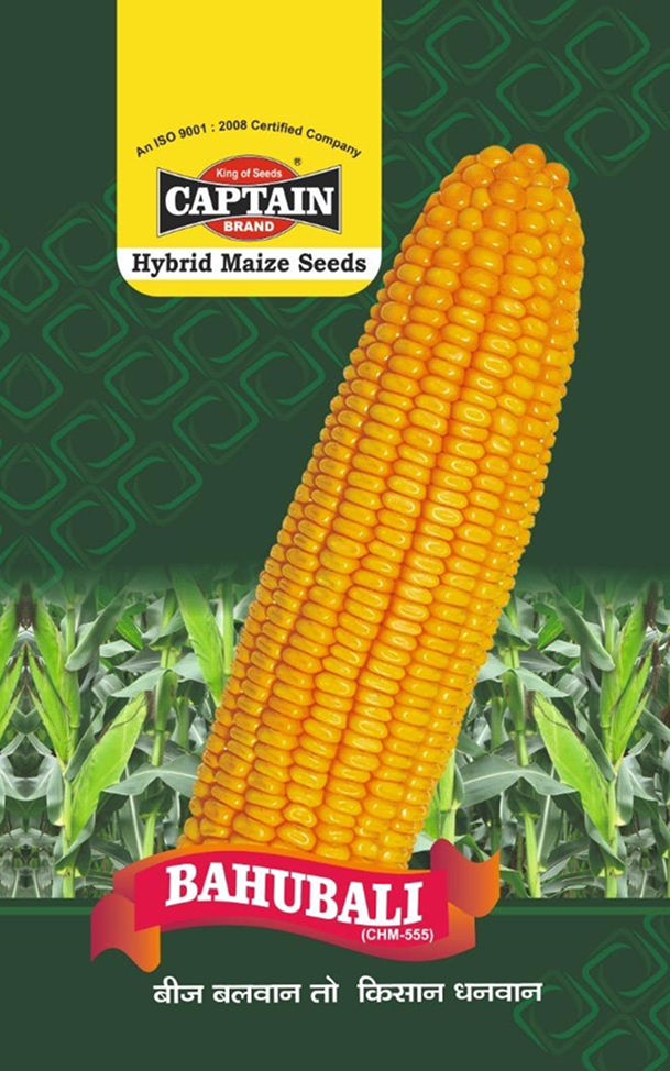 Hybrid Maize Seeds Bahubali (CHM-555)