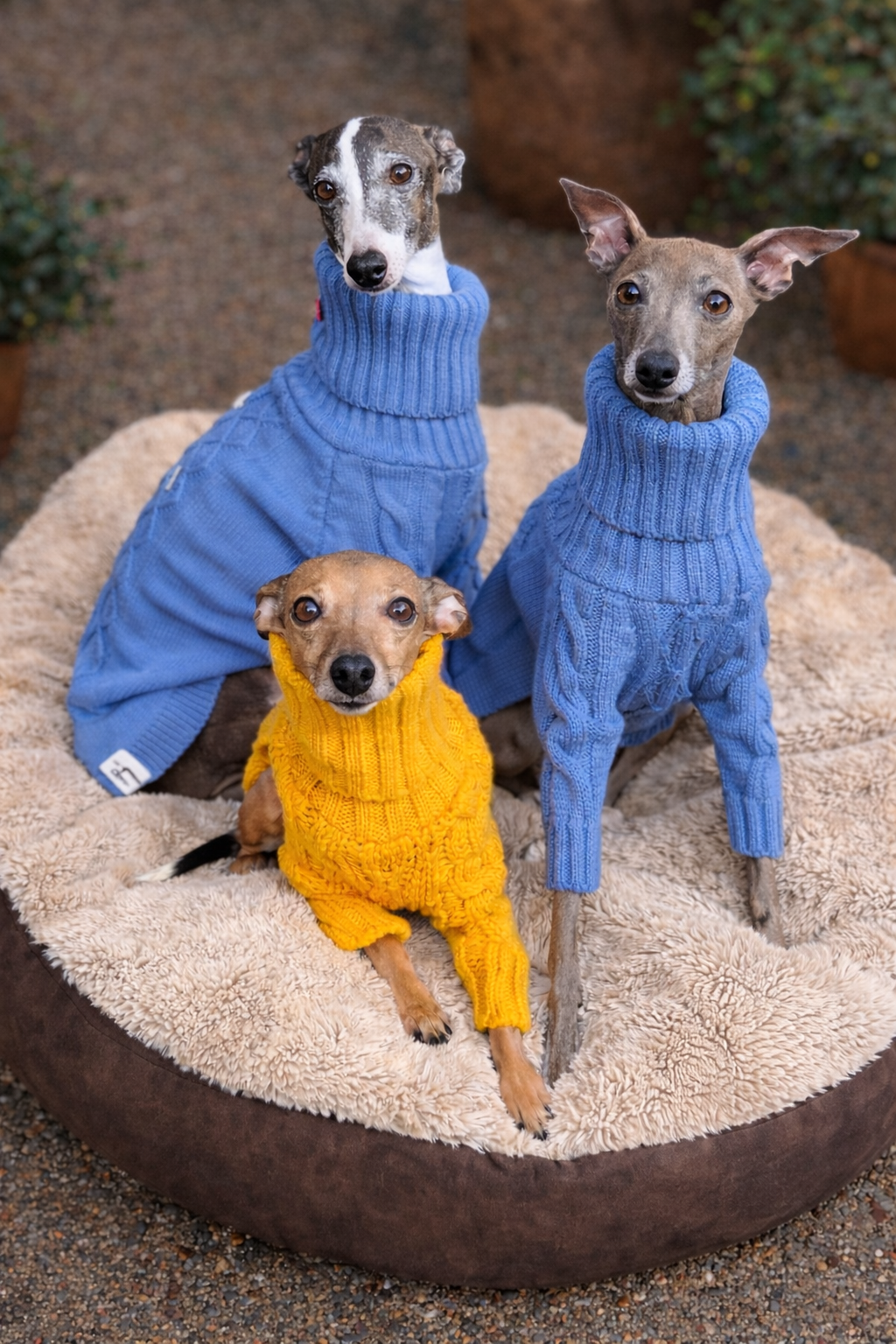 Strickpullover für ital. Windspiele