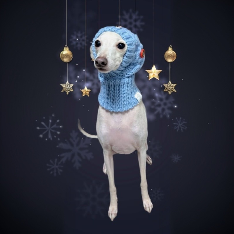 Hundestrickmütze mit Winterdekoration