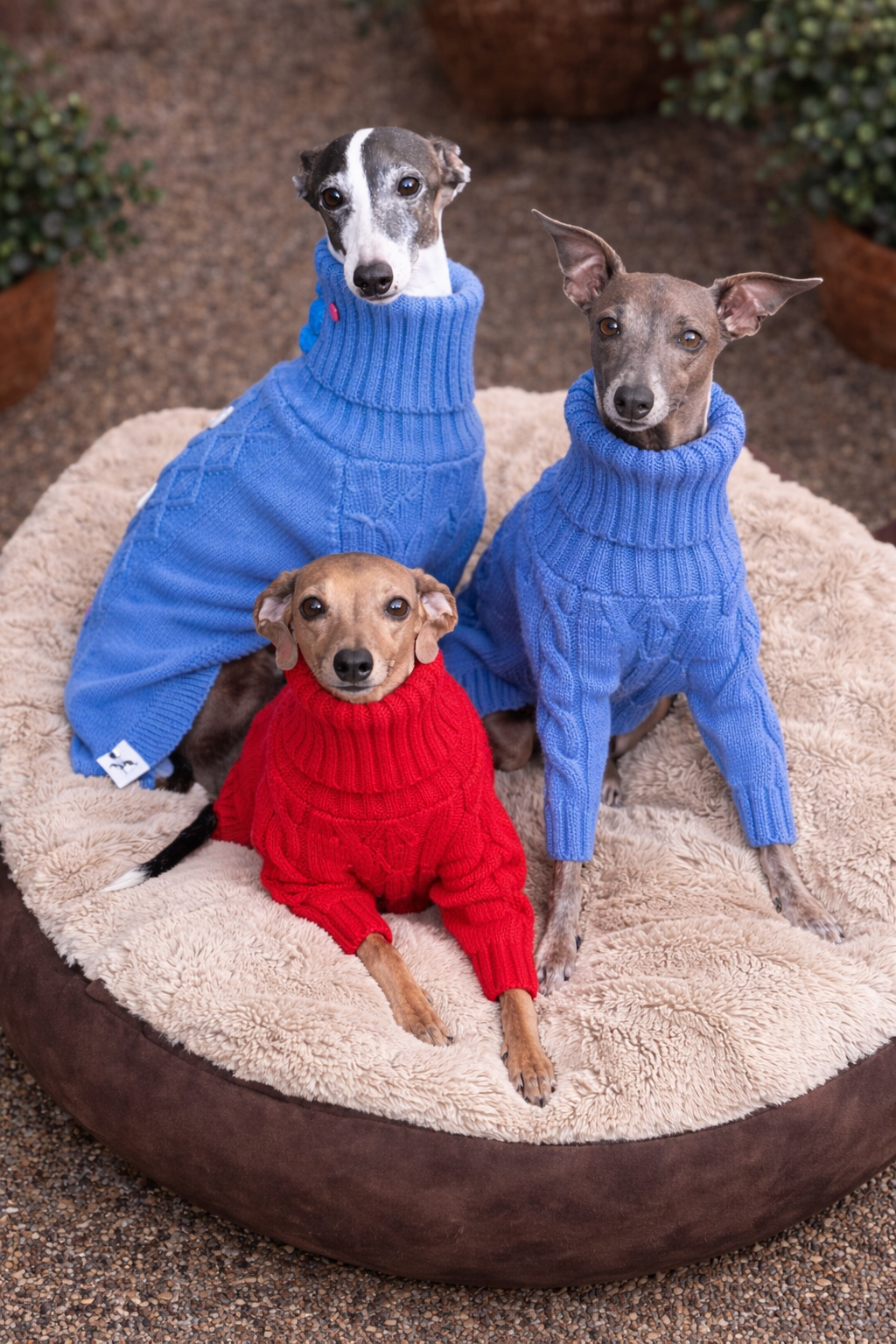 Strickpullover für ital. Windspiele