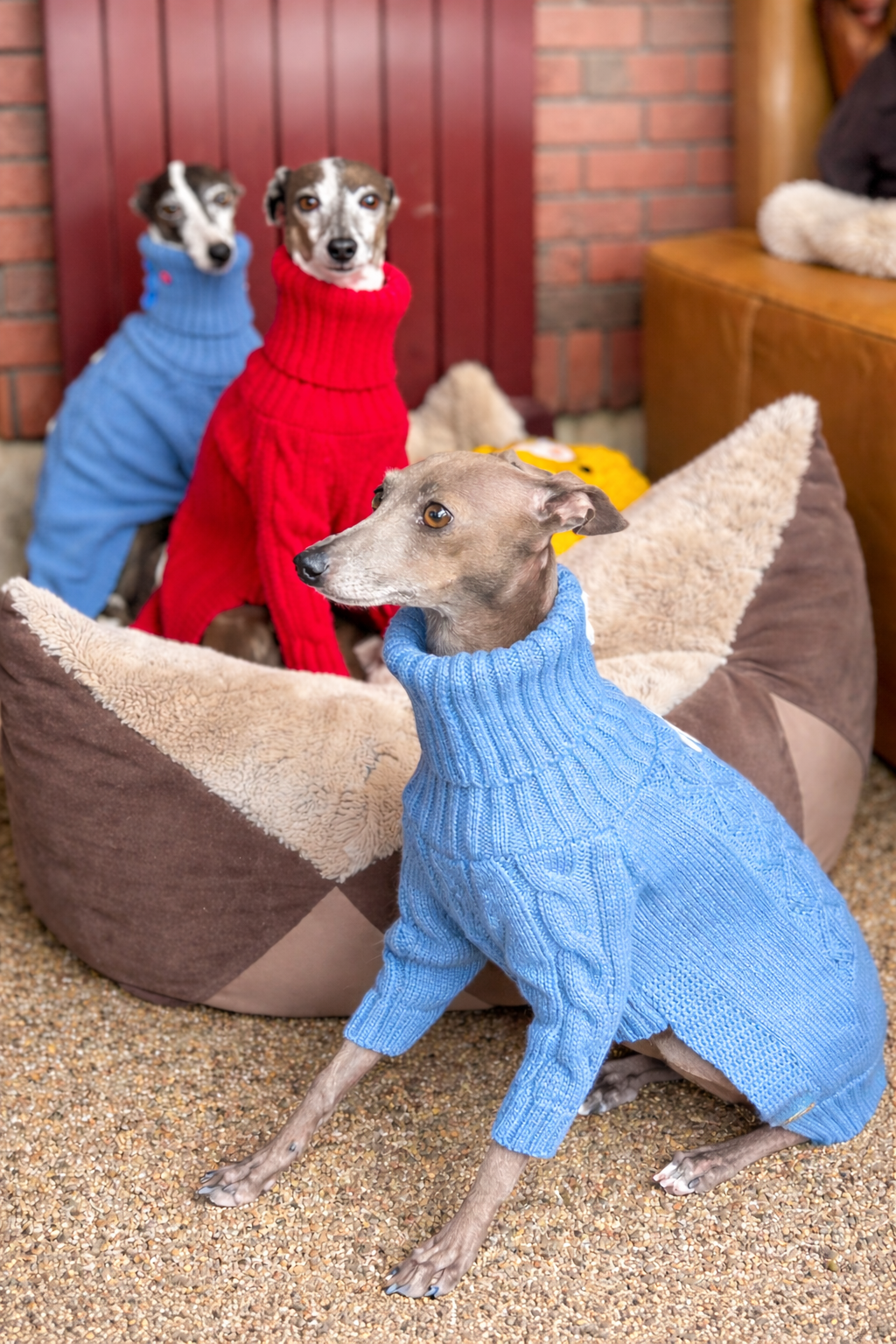 Strickpullover für ital. Windspiele / Whippet