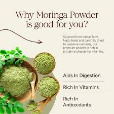 Premium Moringa Powder – Wholesale Bulk Supply