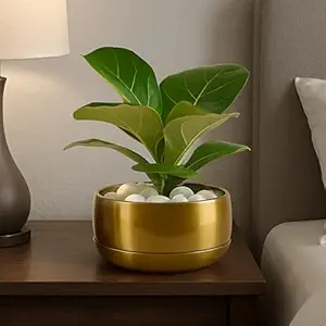 Decorative Potted Plant