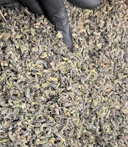 Gelato Authentic (50g) 