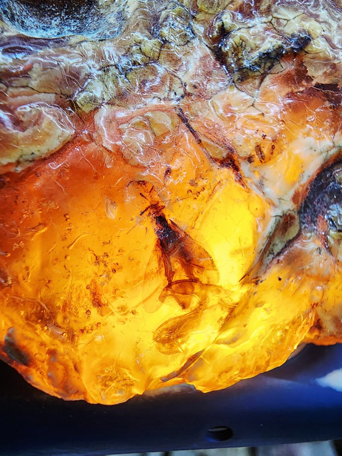 Âmbar com inseto fossilizado