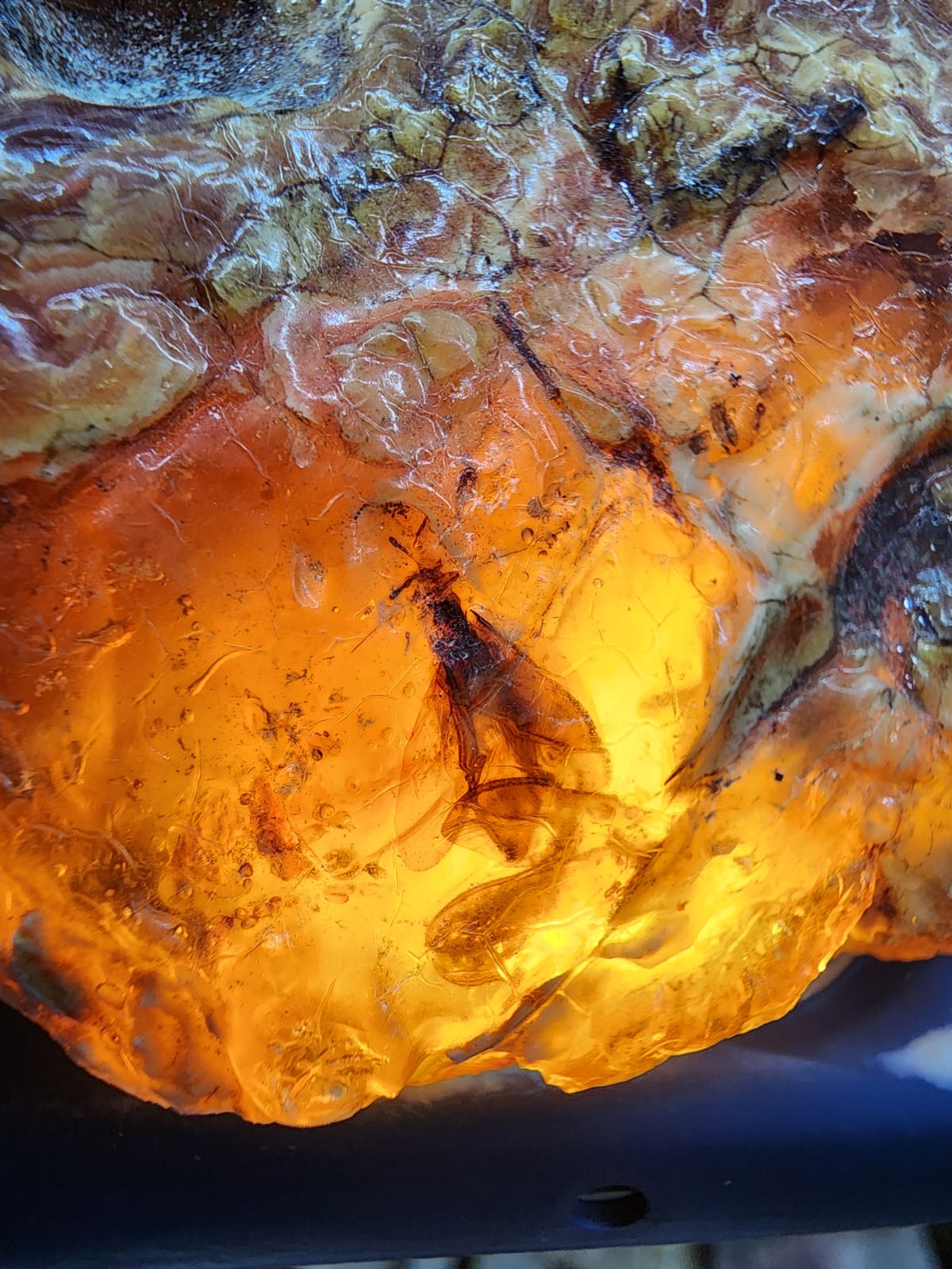 Âmbar com inseto fossilizado