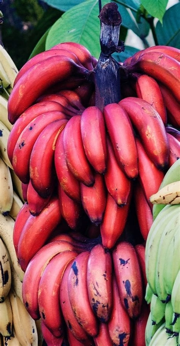 Red Banana Malt