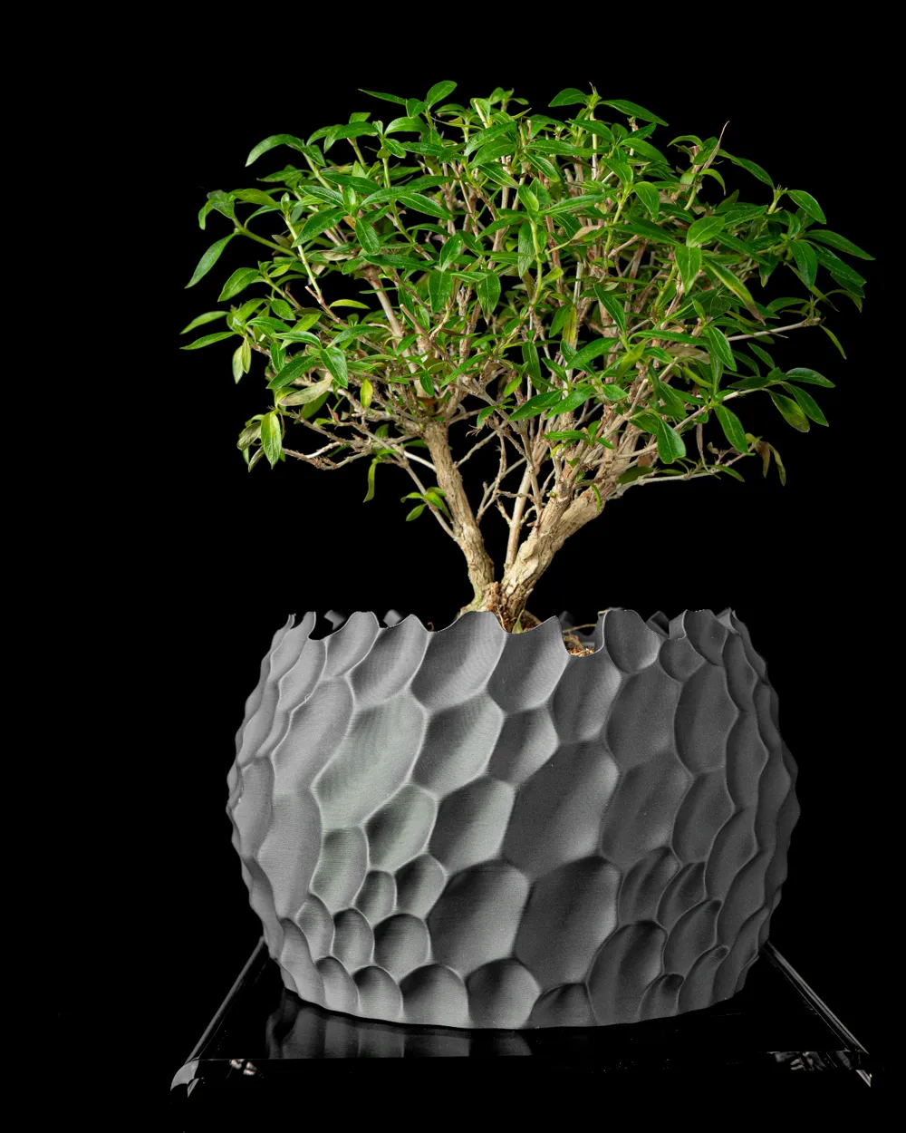 Modern Decorative Plant Pot