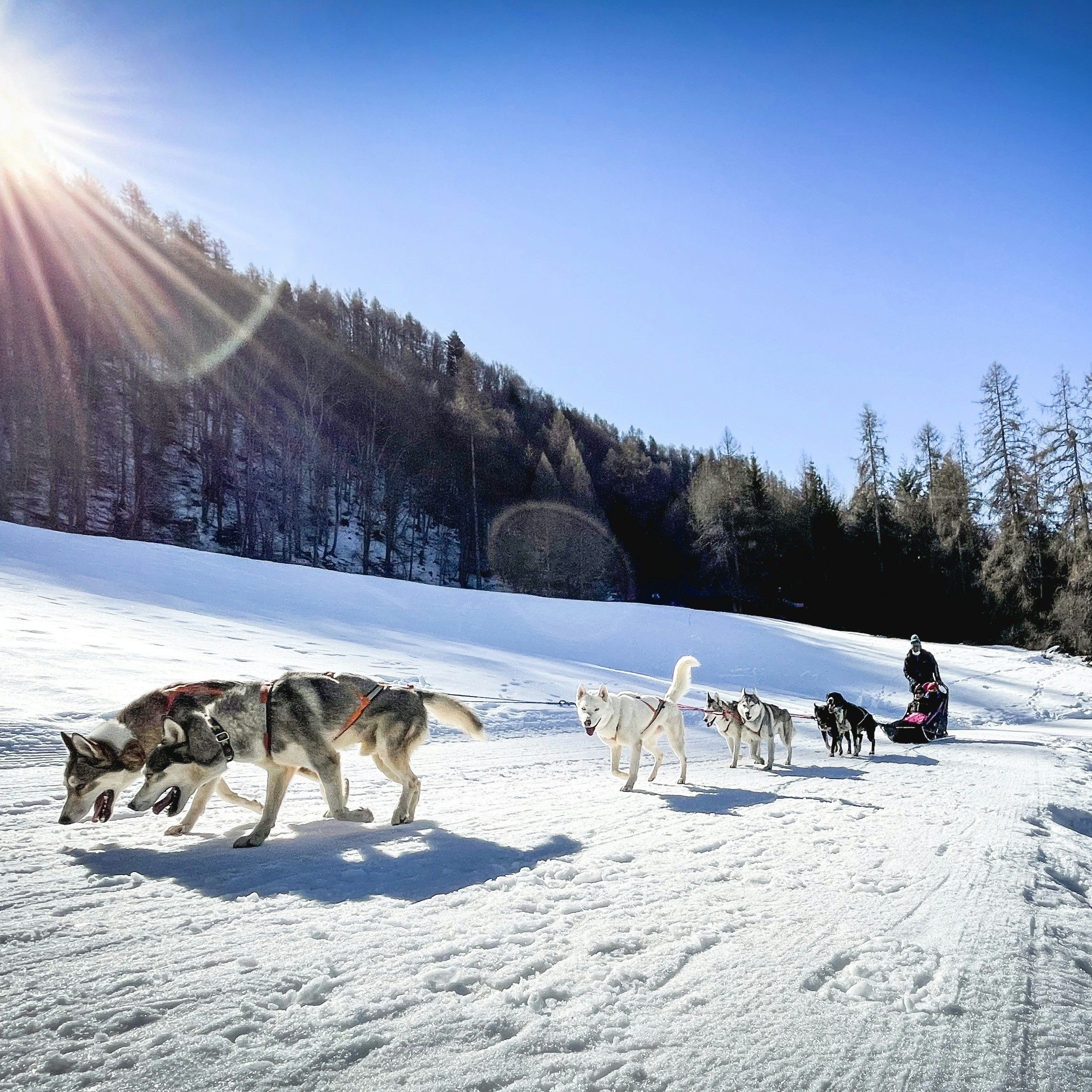 Dog Sledding in Crans Montana
