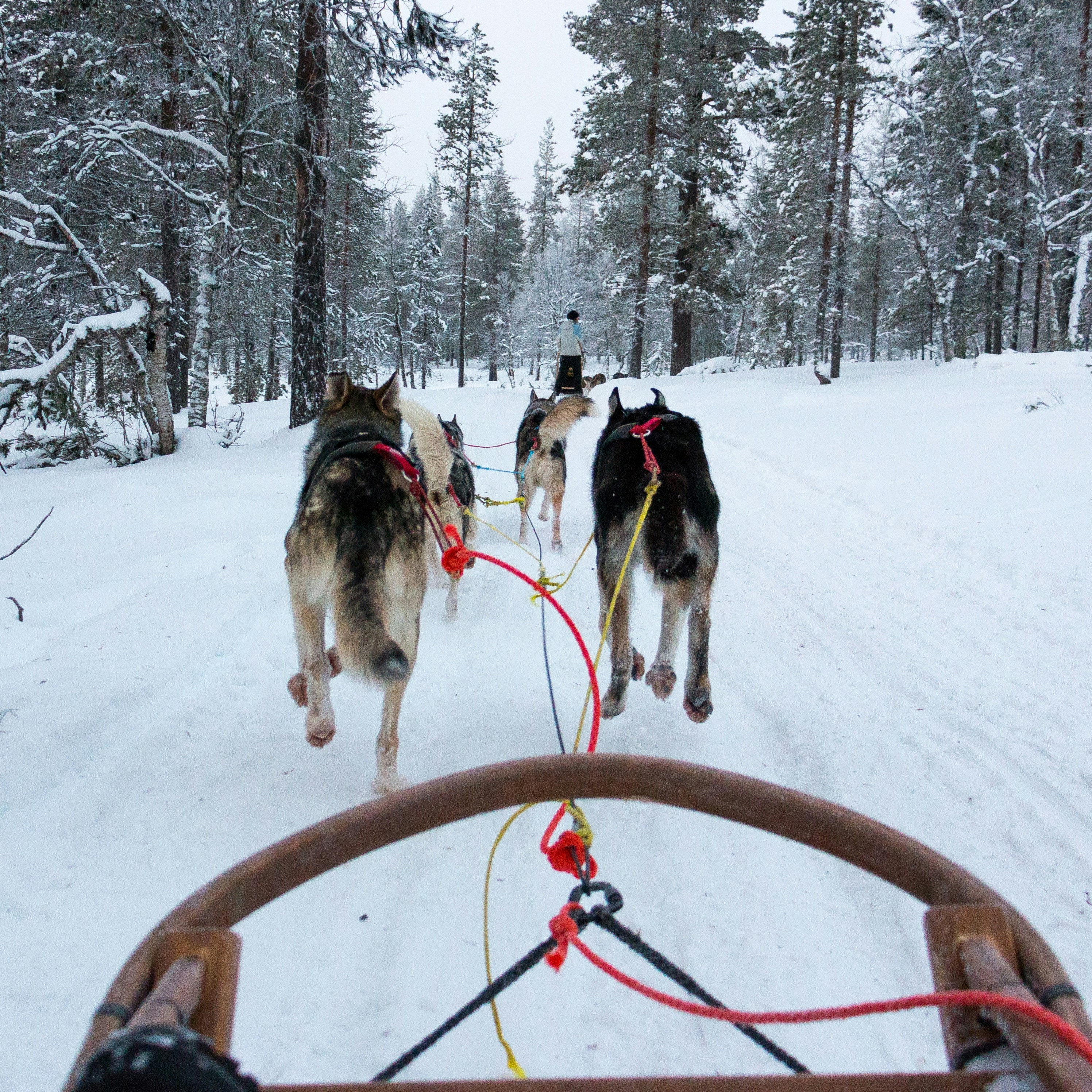 Dog Sledding in Crans Montana