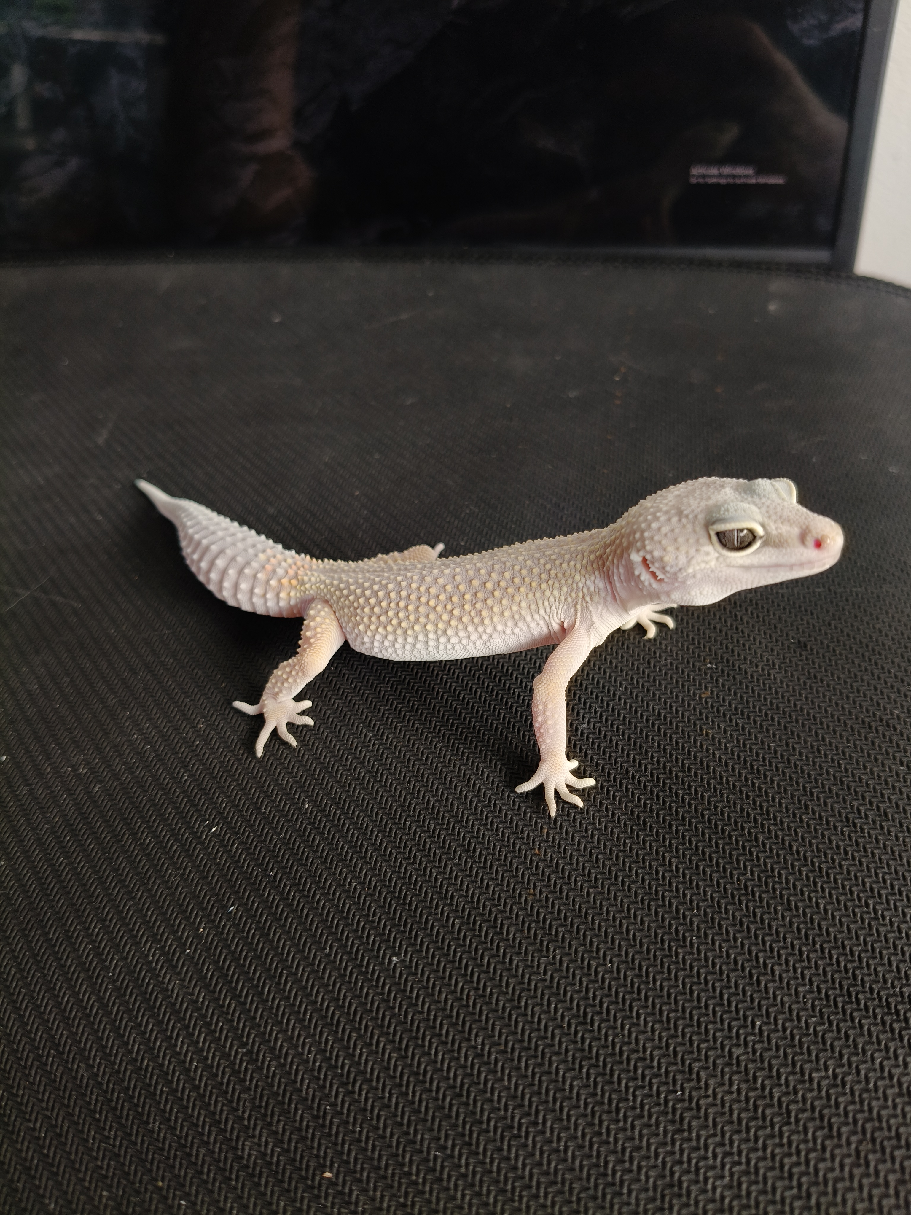 MP BN LINE (GK-0016) (F)