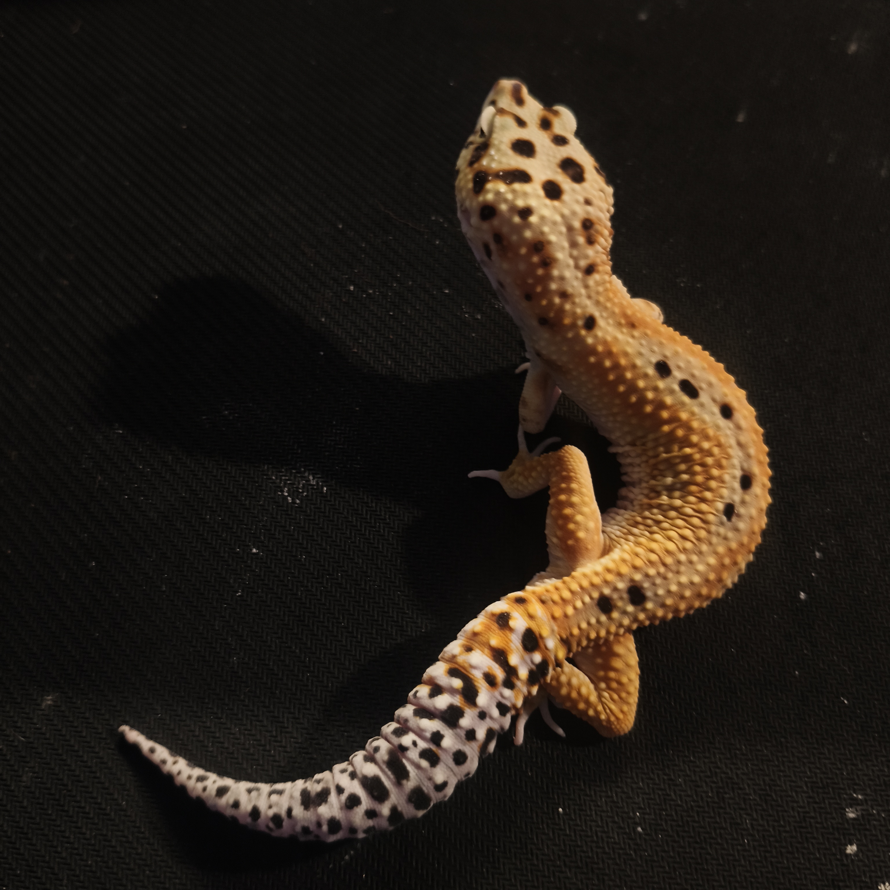 EMERINE RS (GK-0010) (M)