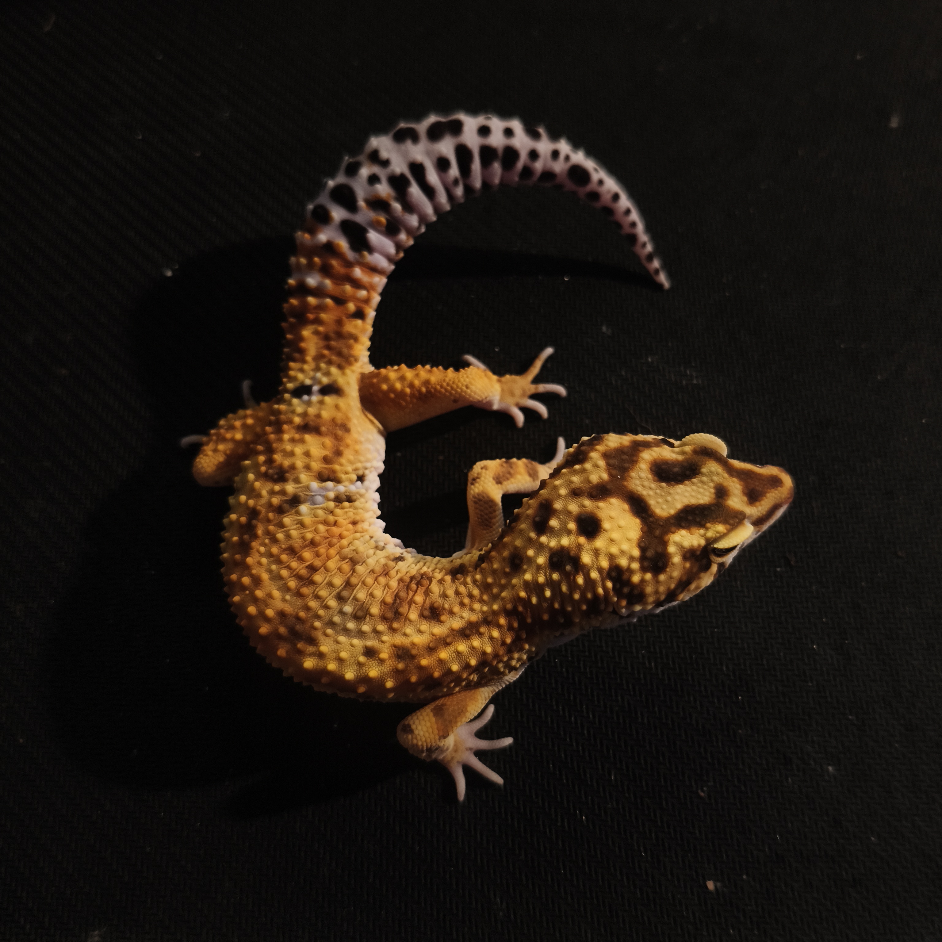 EMERINE HET TR (GK-0011) (M)