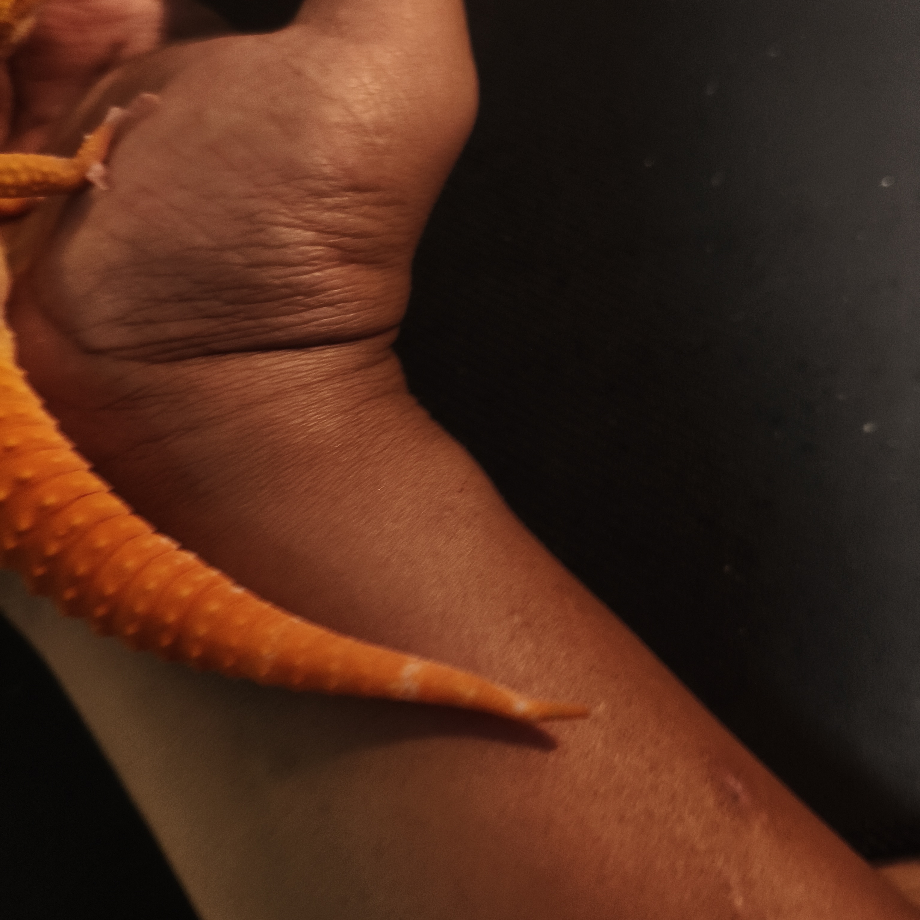 SUNGLOW TOMATO LINE (M) (GK-0003)