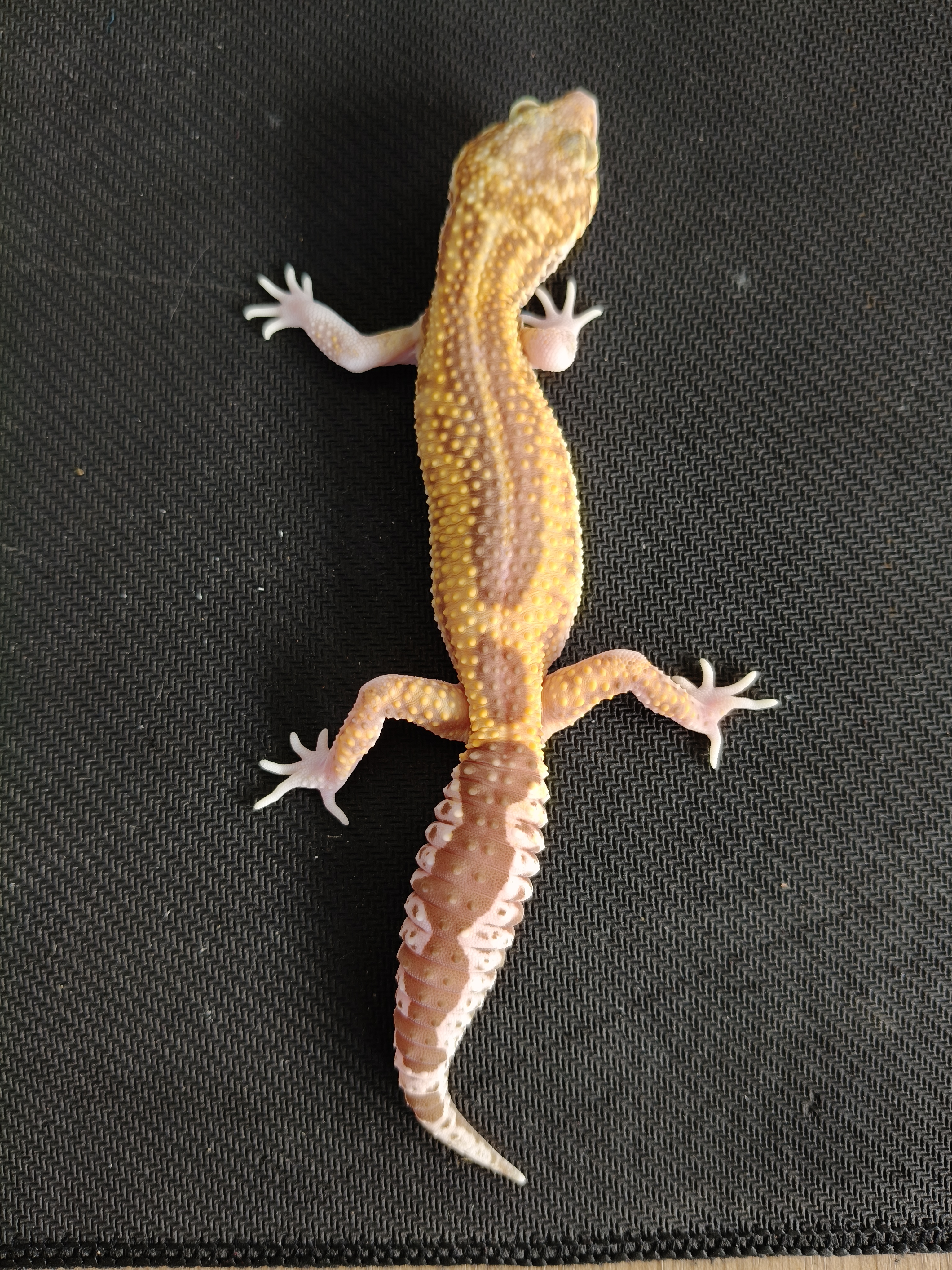 MSR RVS (GK-0018) (M)