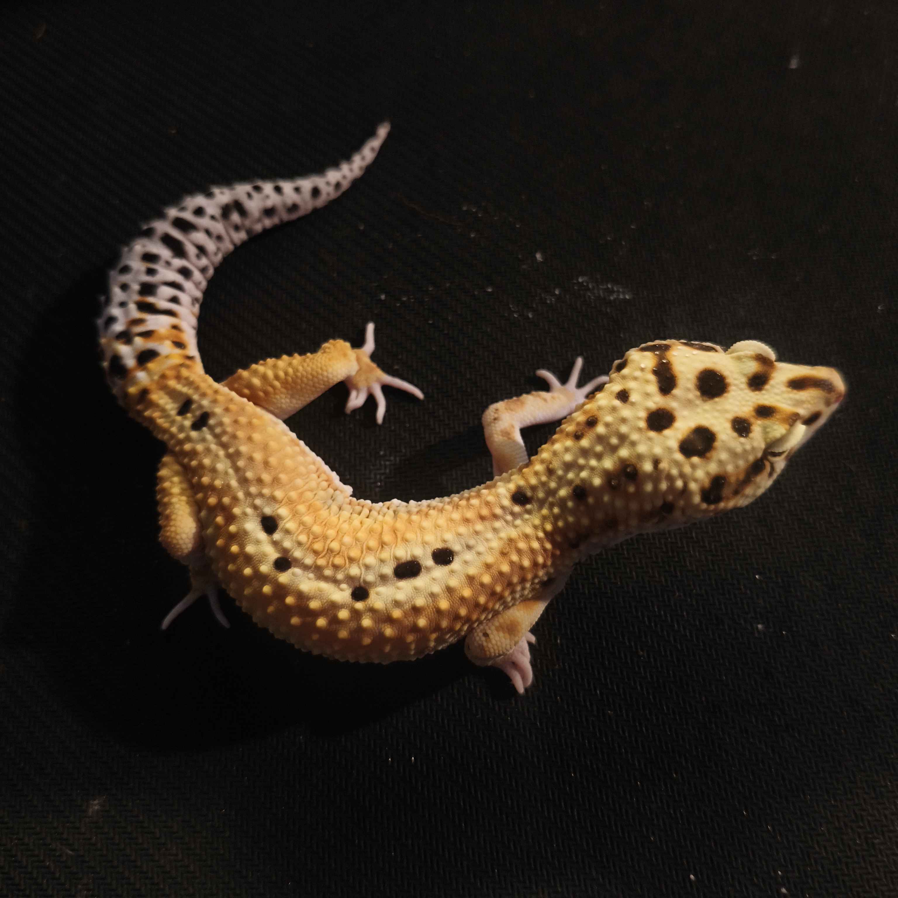 EMERINE RS (GK-0010) (M)