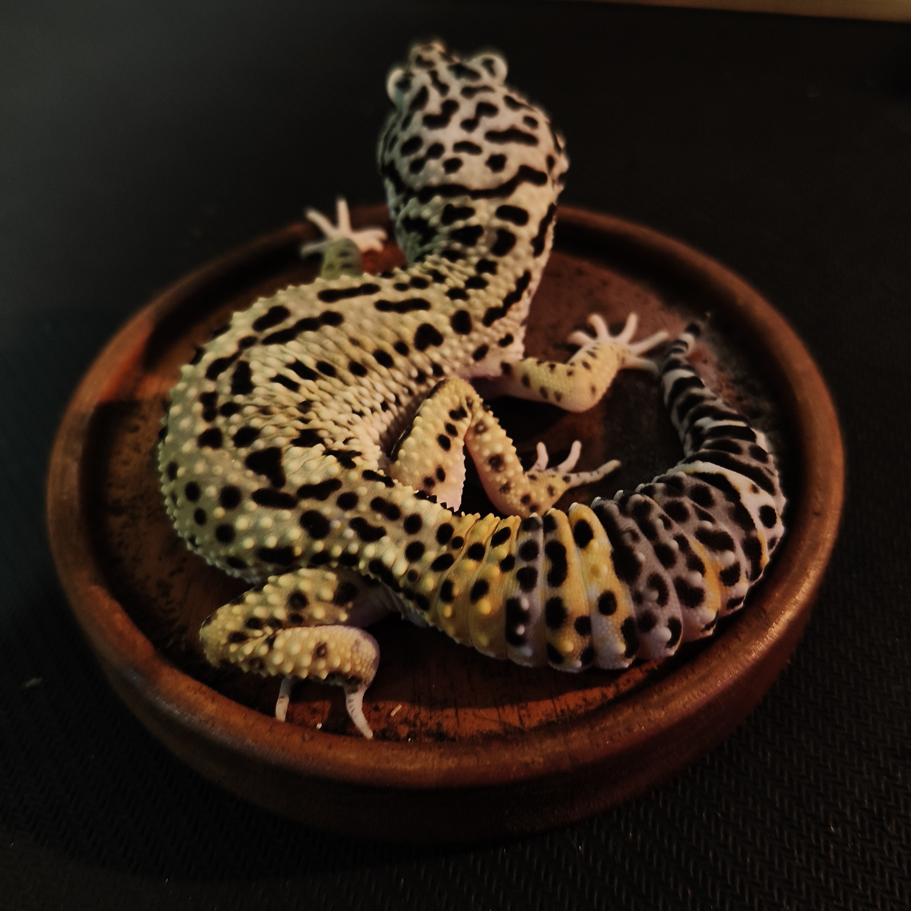 TANGERINE BN (M) (GK-0007)