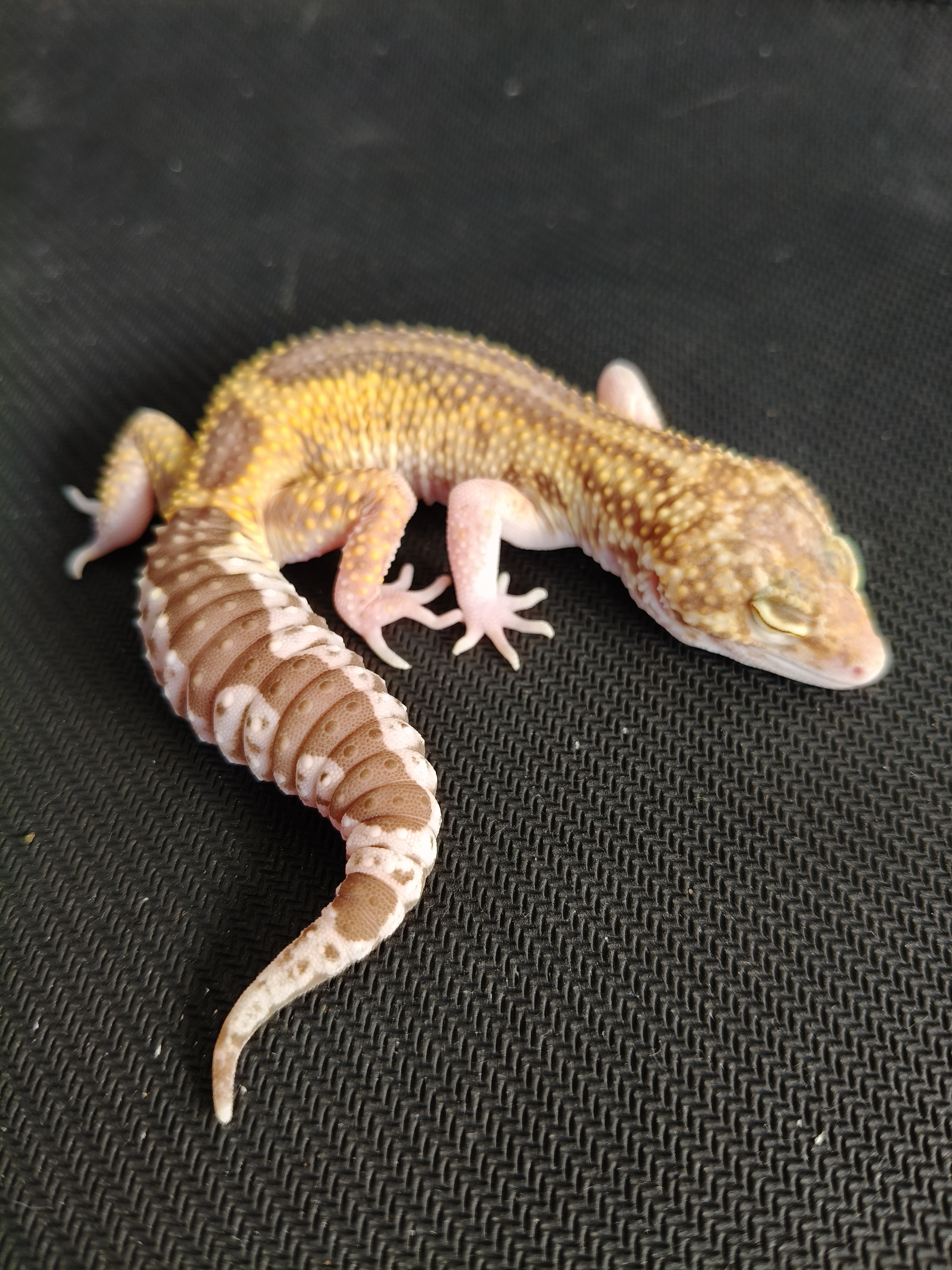 MSR RVS (GK-0018) (M)