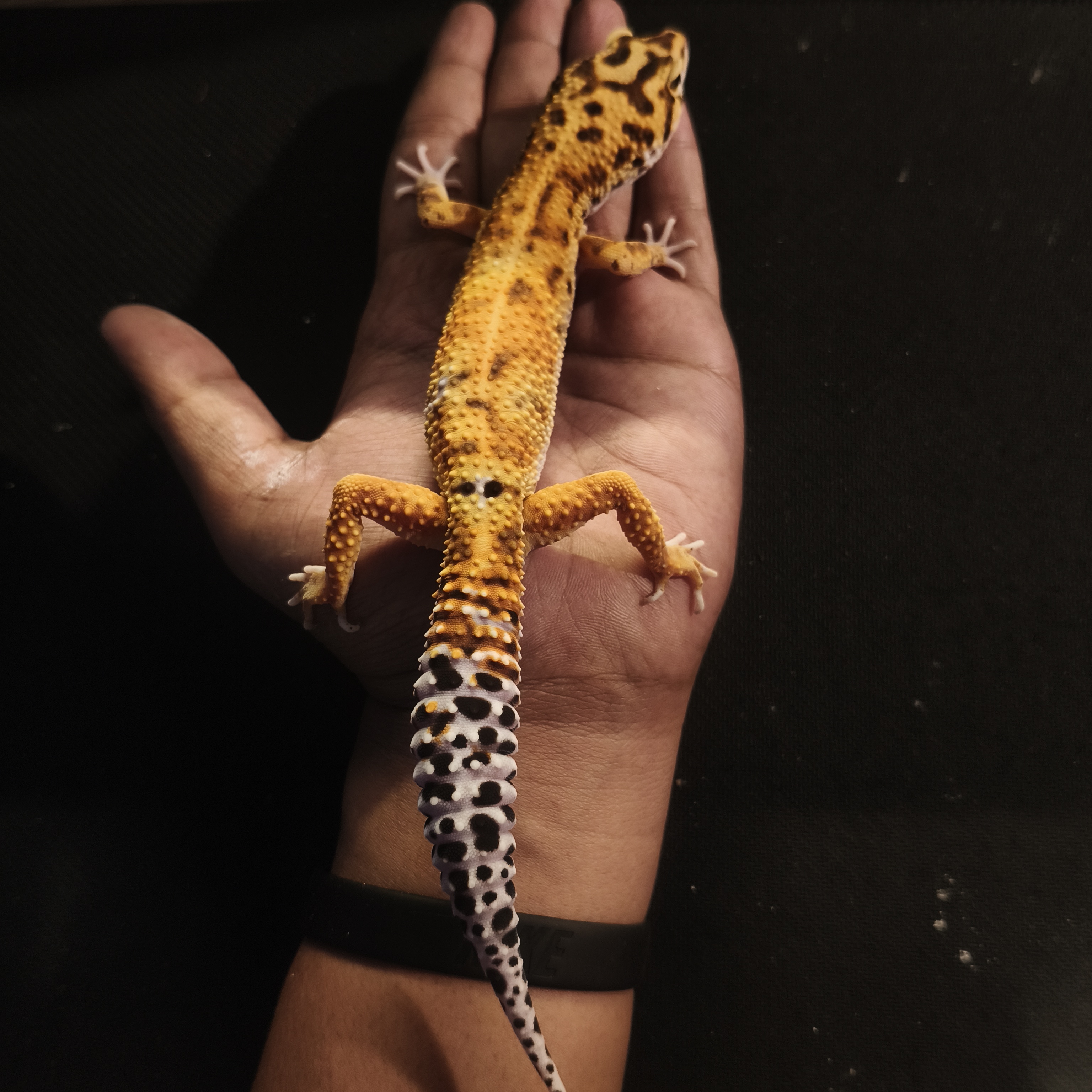 EMERINE HET TR (GK-0011) (M)