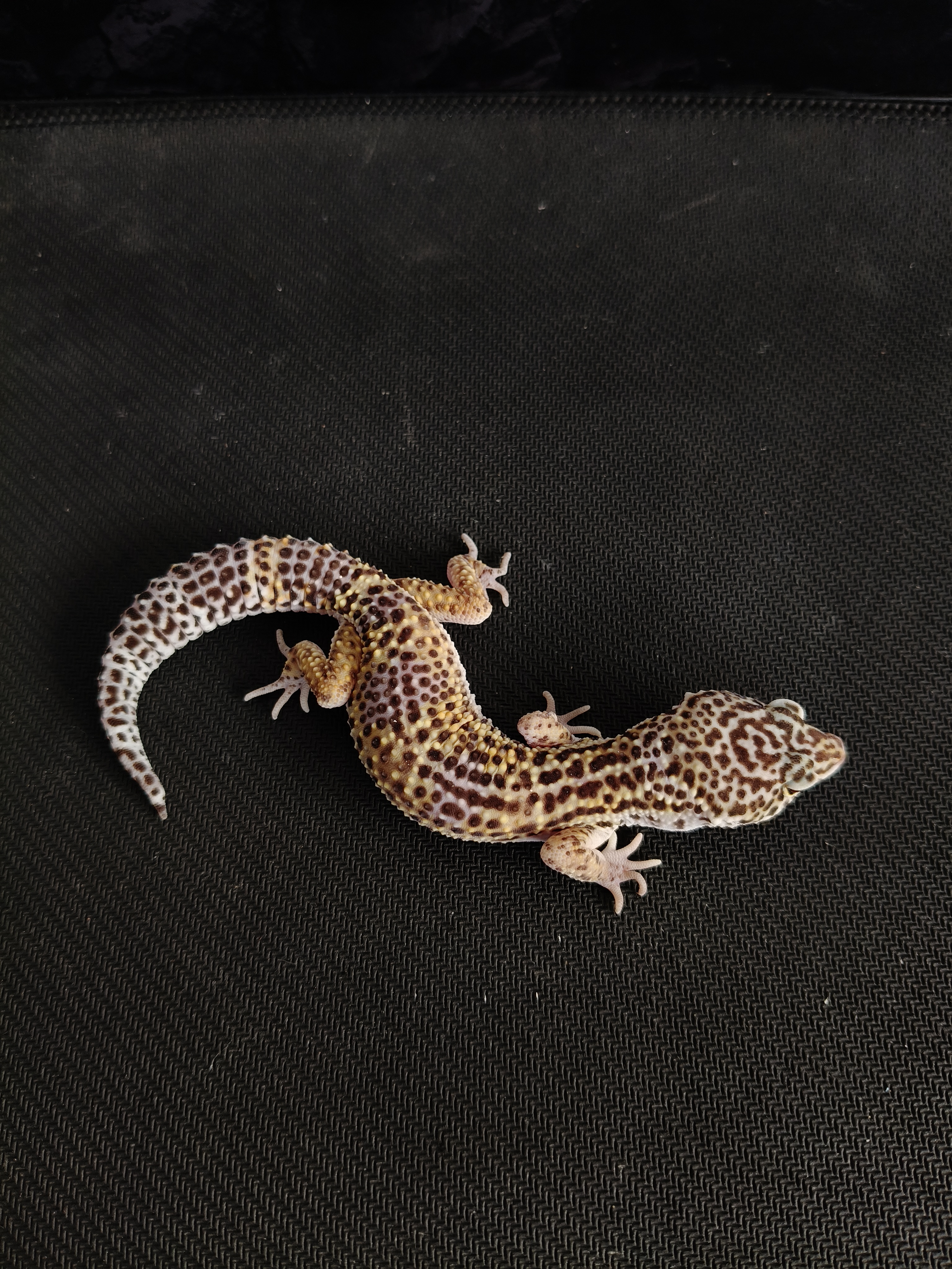 BN PH TREMPER H MP (GK-0015) (M)