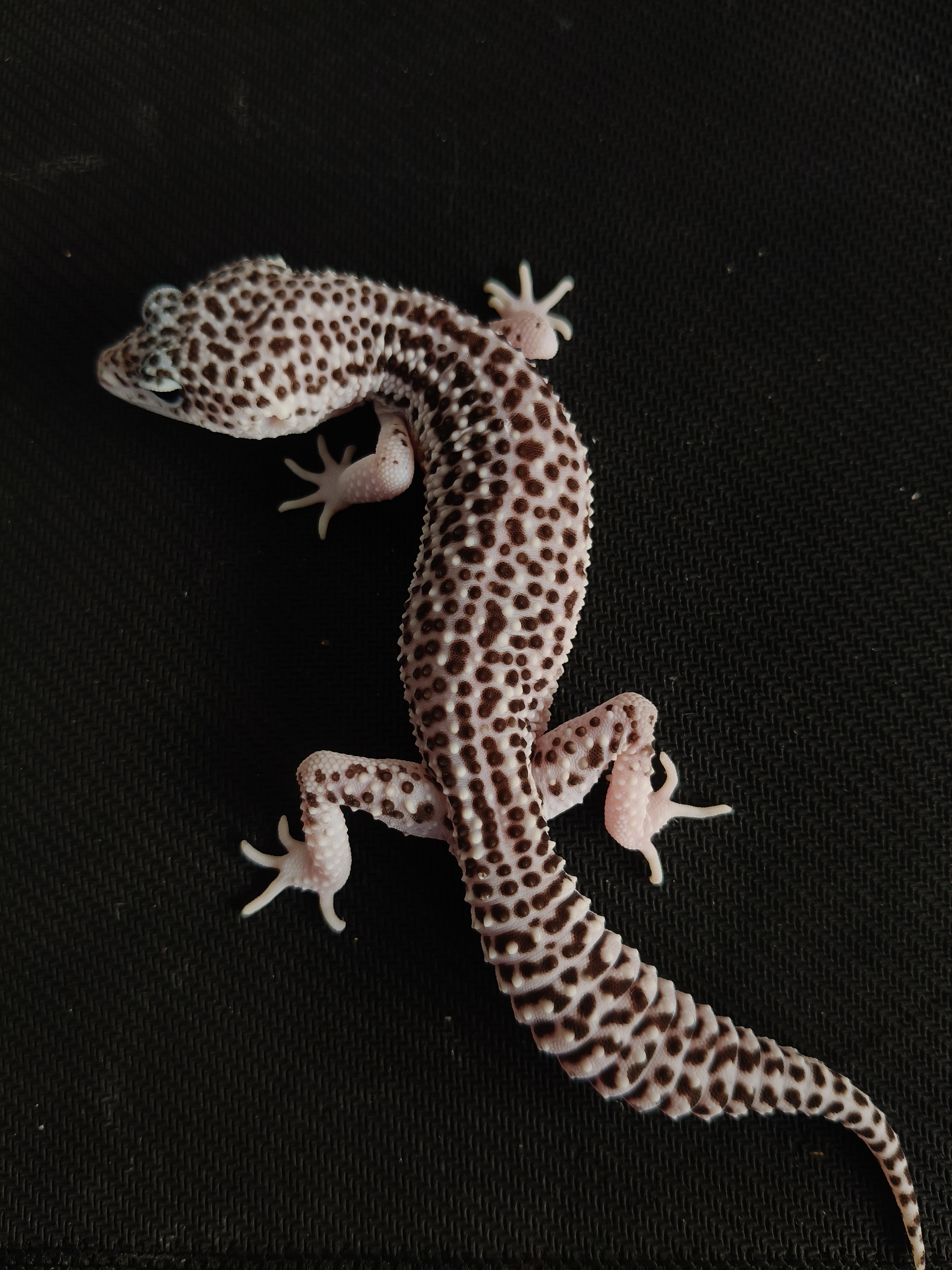 SSE HET DB (GK-0020) (M)