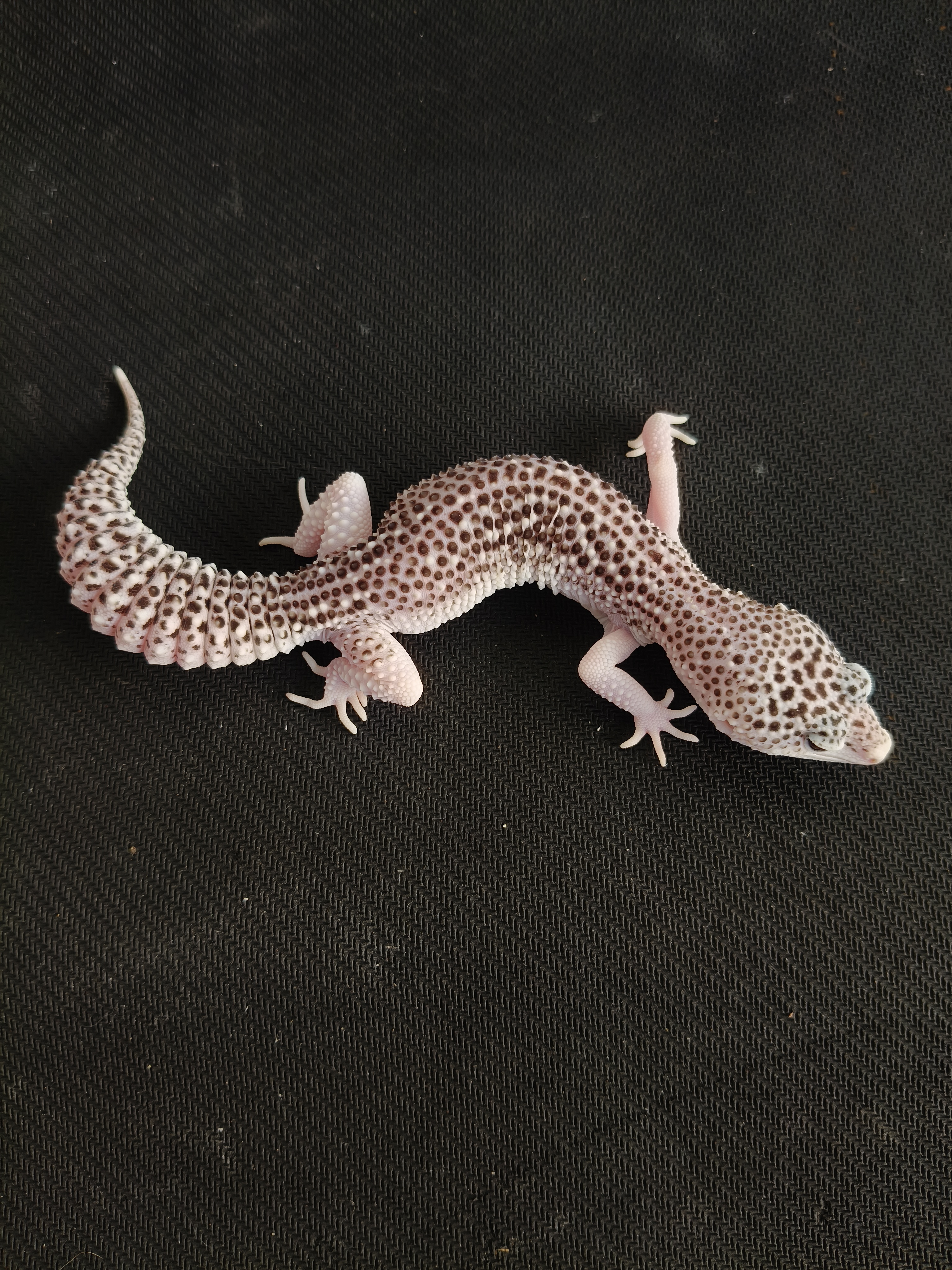 SSE HET DB (GK-0022) (F)