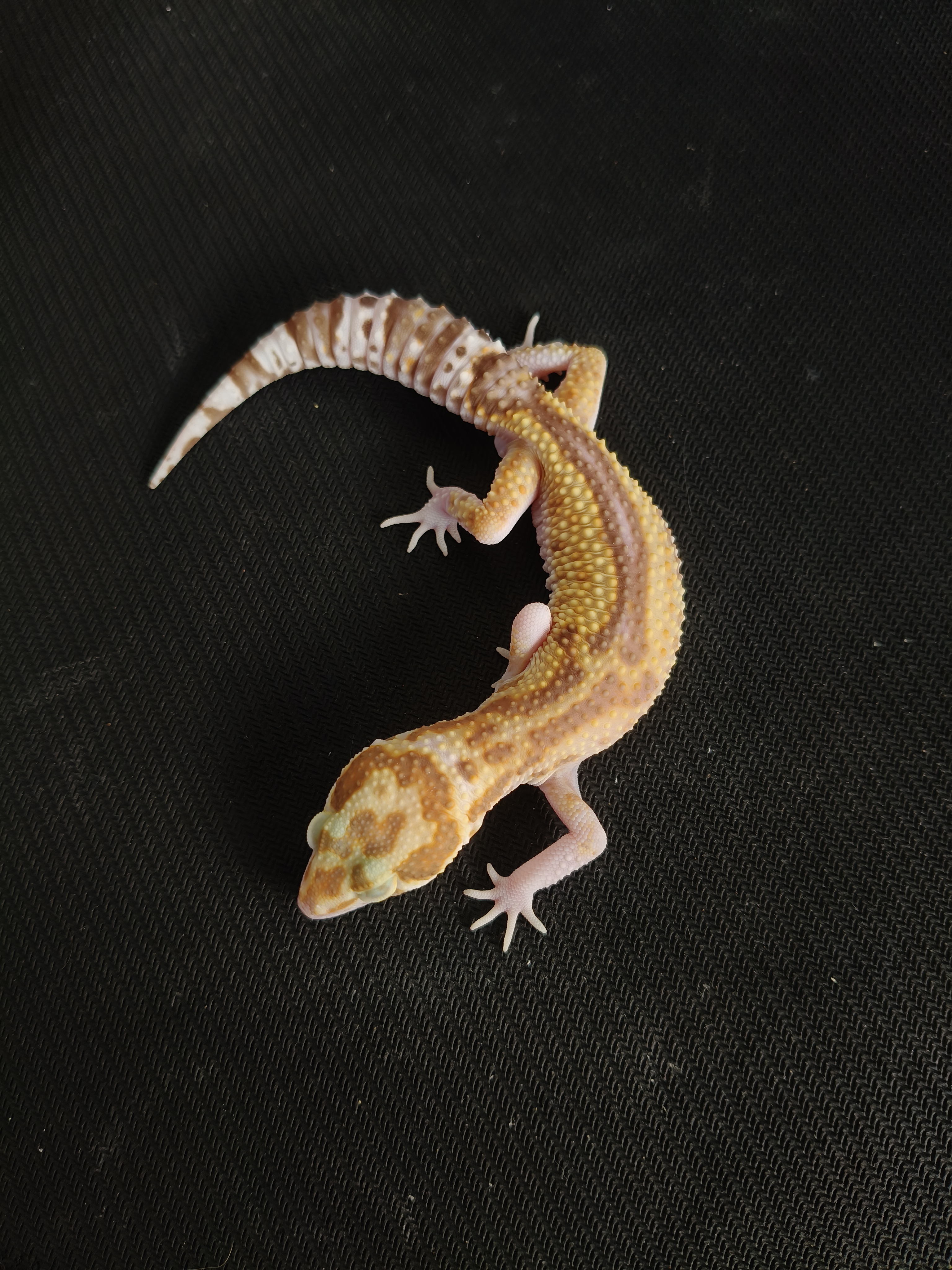 MSR RVS (GK-0021) (M)