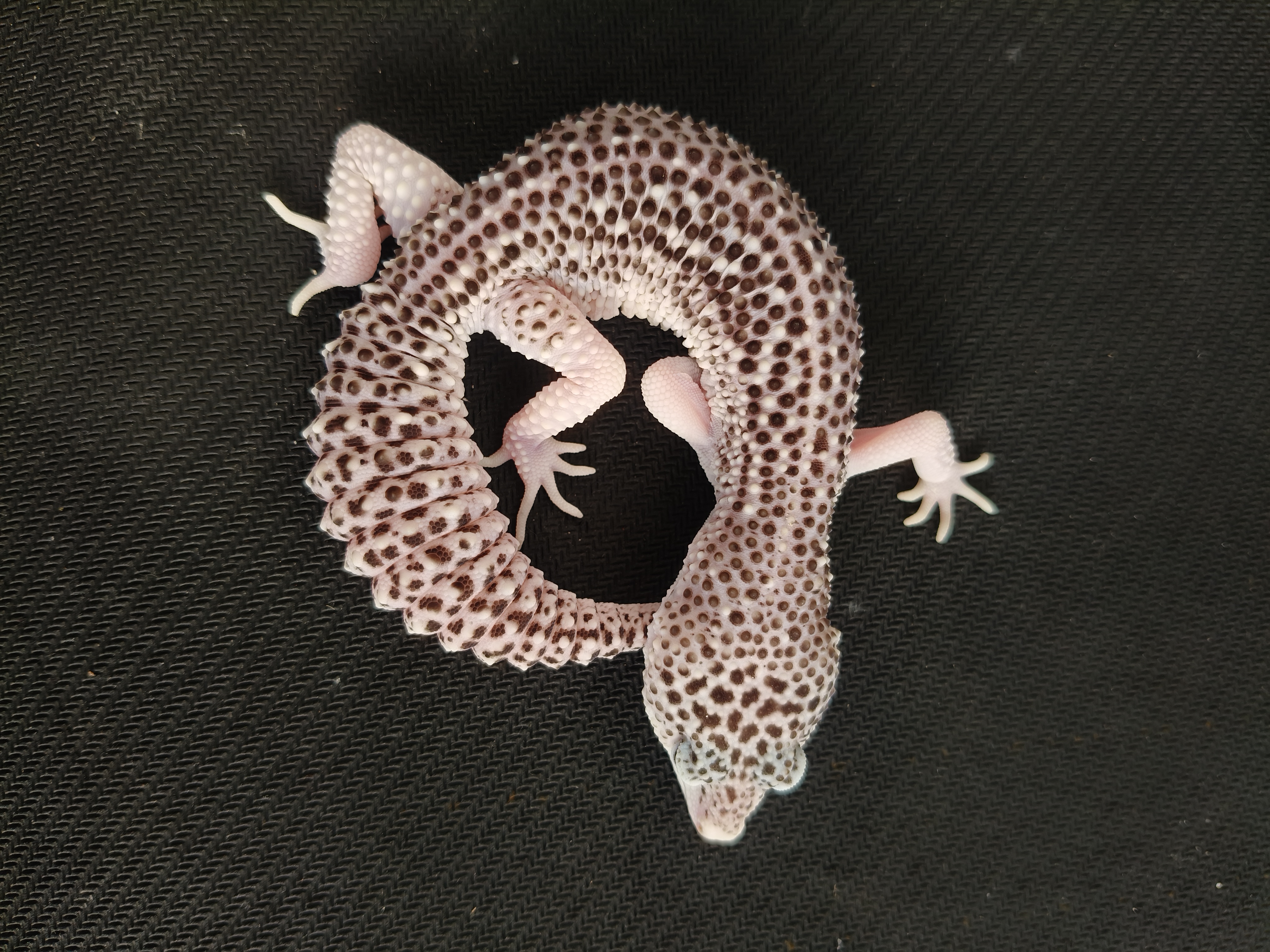 SSE HET DB (GK-0022) (F)