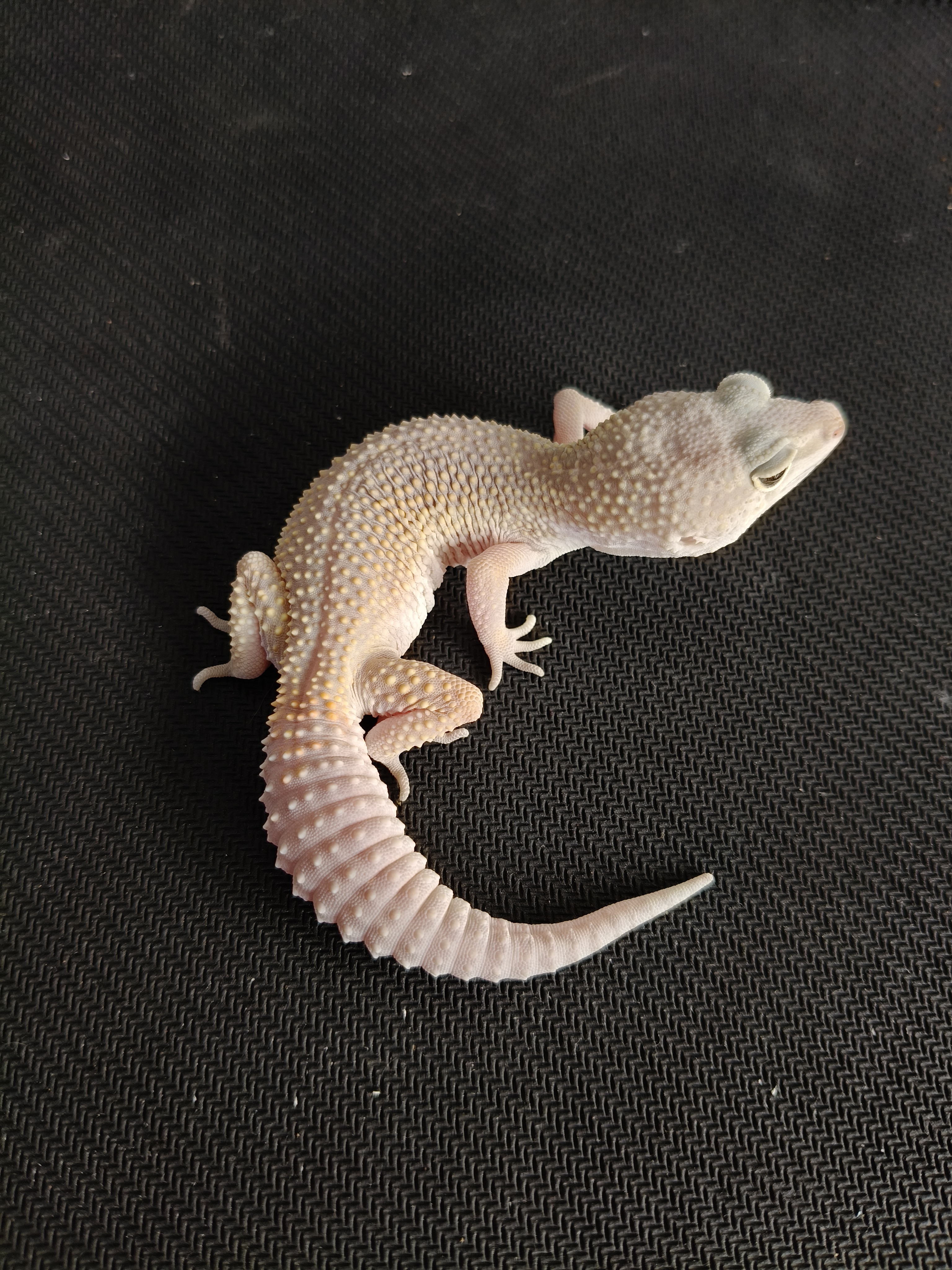 MP BN LINE (GK-0016) (F)